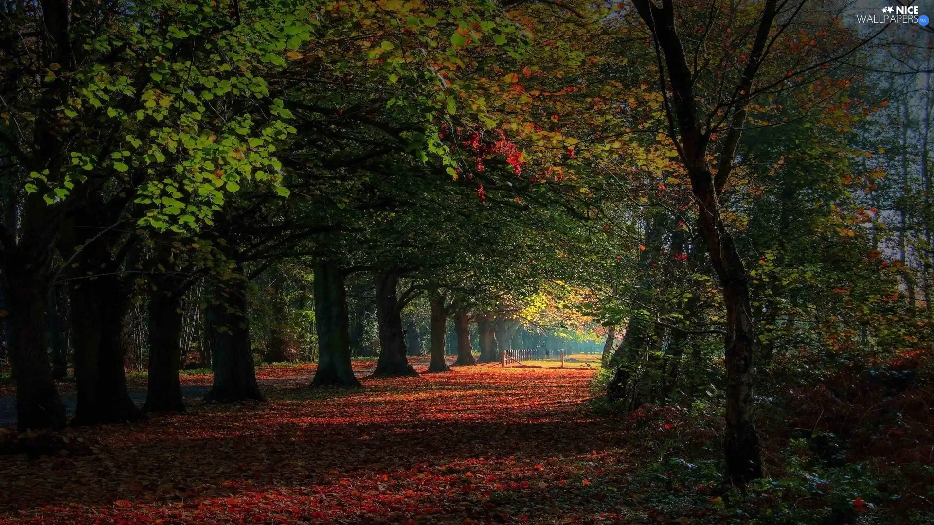 Way, viewes, Leaf, trees