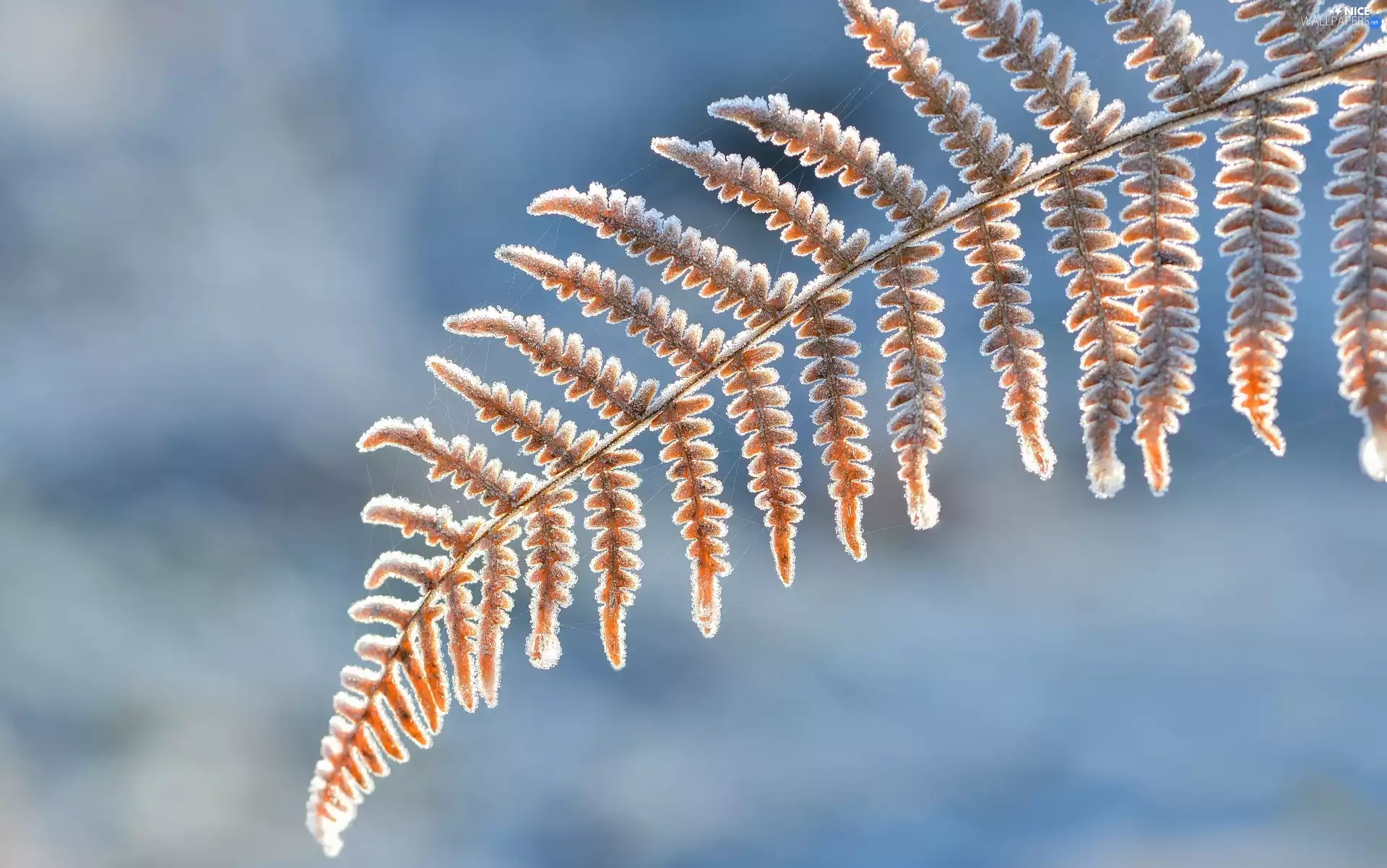 White frost, Fern, leaf