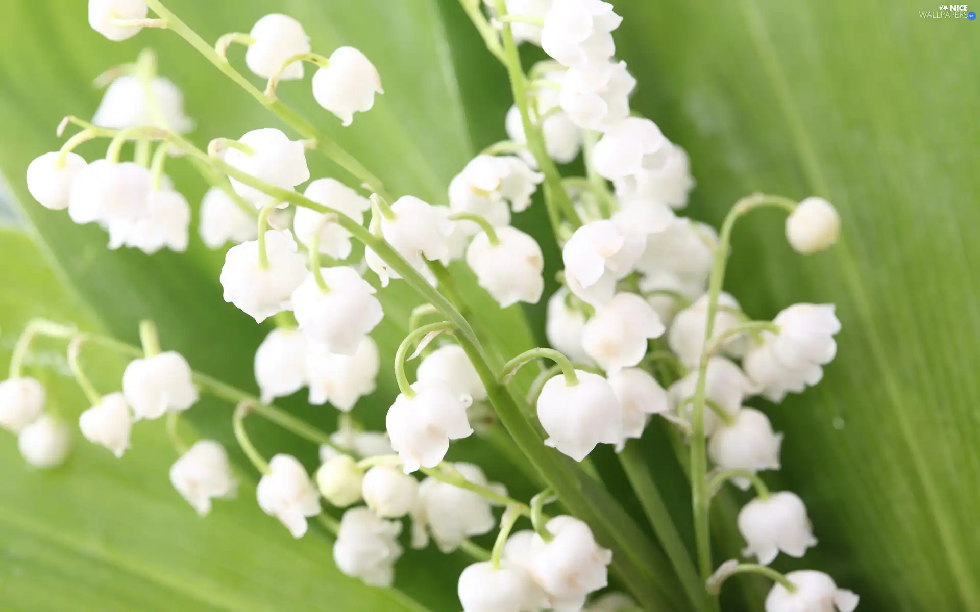 White, green ones, Leaf, lilies