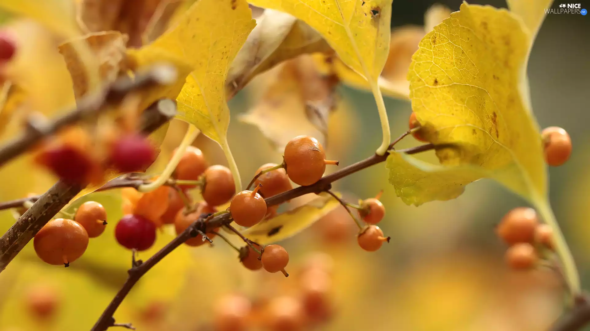 Twigs, Leaf, Yellow, Fruits, Bush