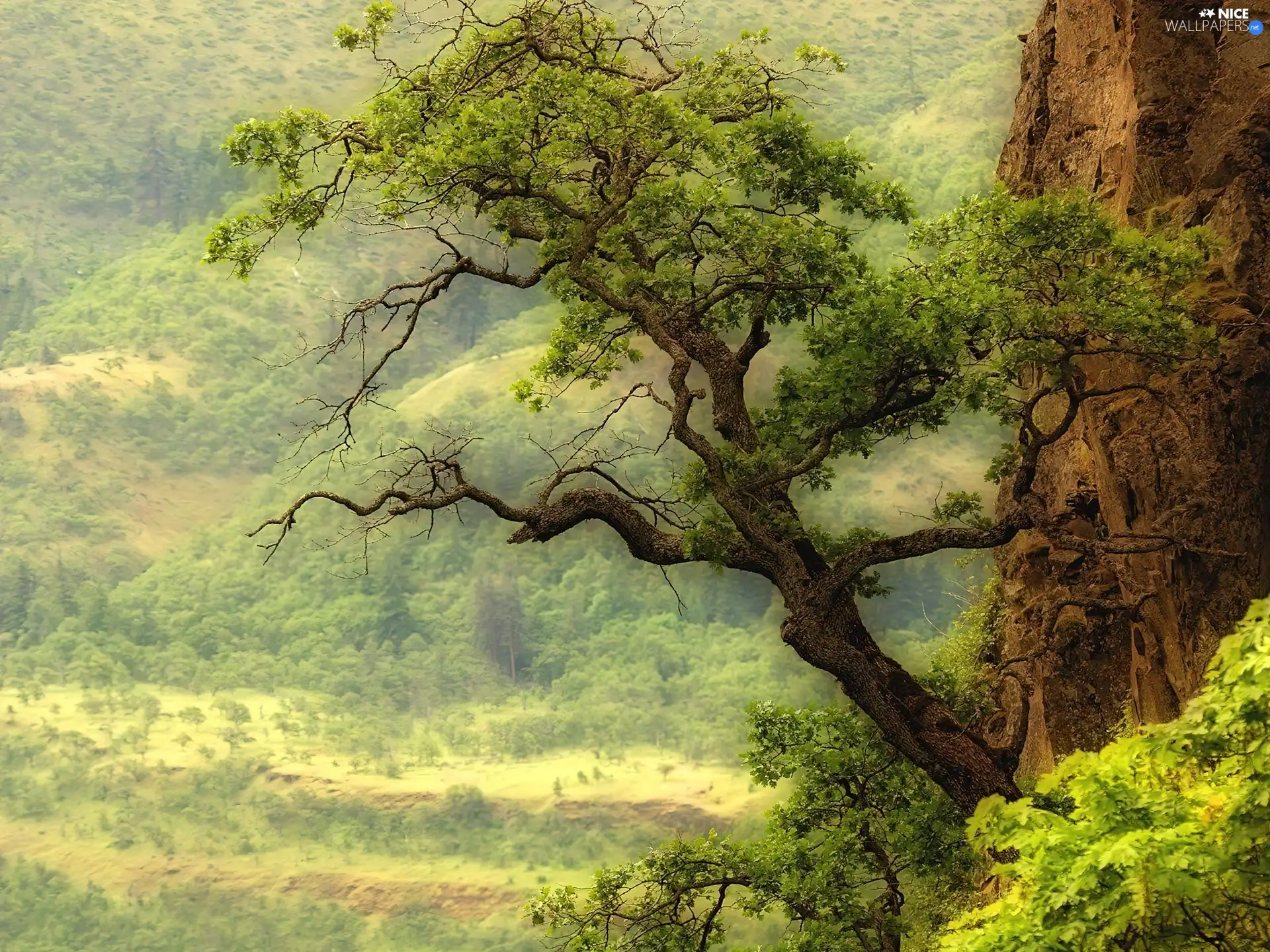 Hill-side, trees, leaning