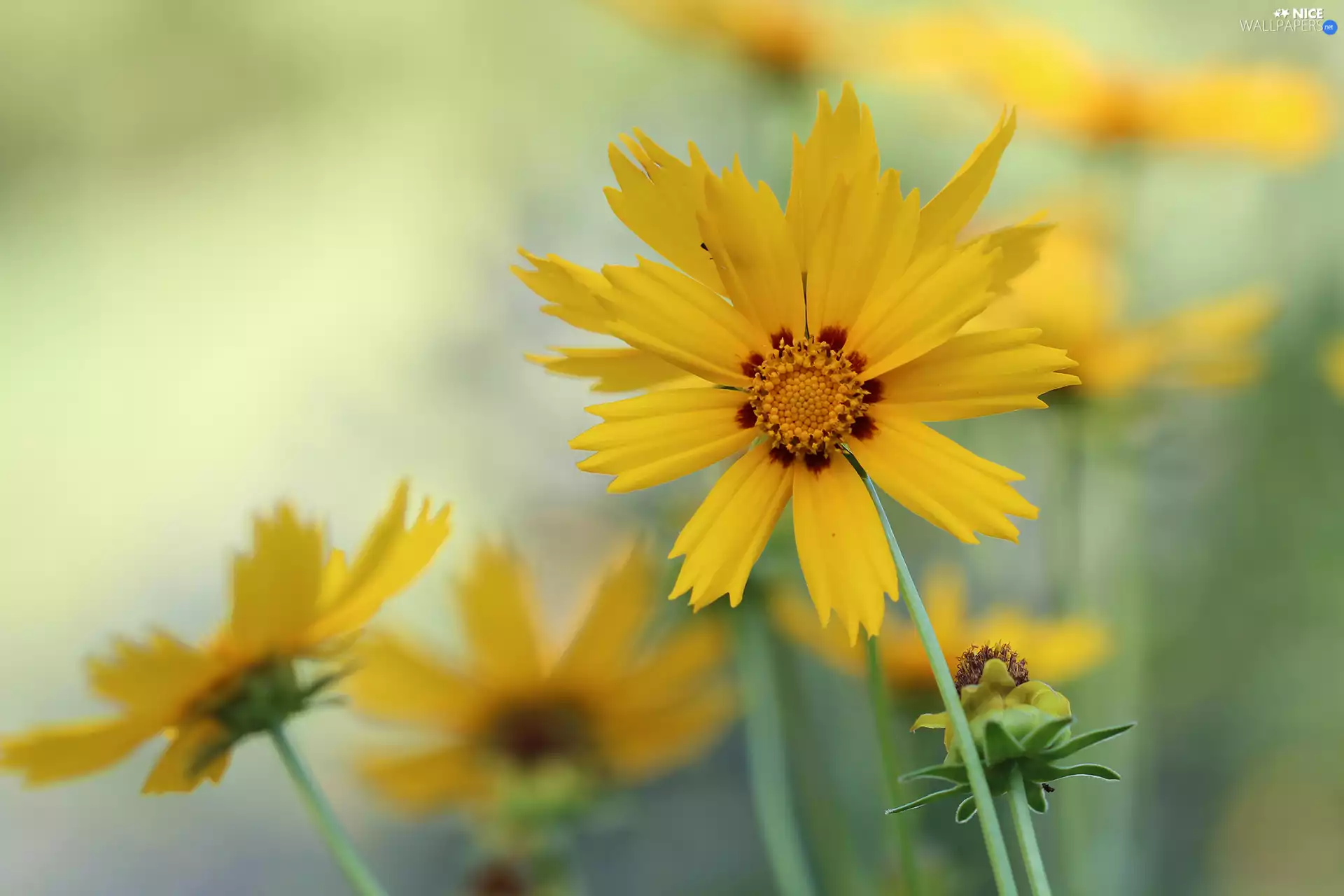 Lance-leaved Coreopsis, Yellow, Flowers