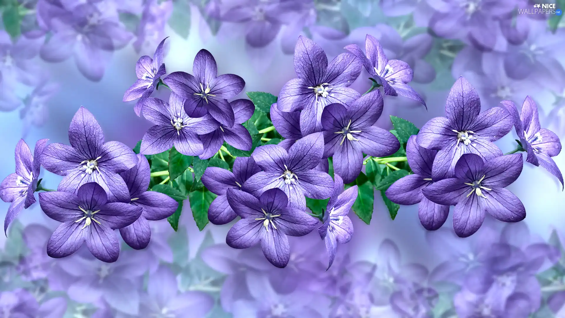 Flowers, leaves, 2D Graphics, ringtones