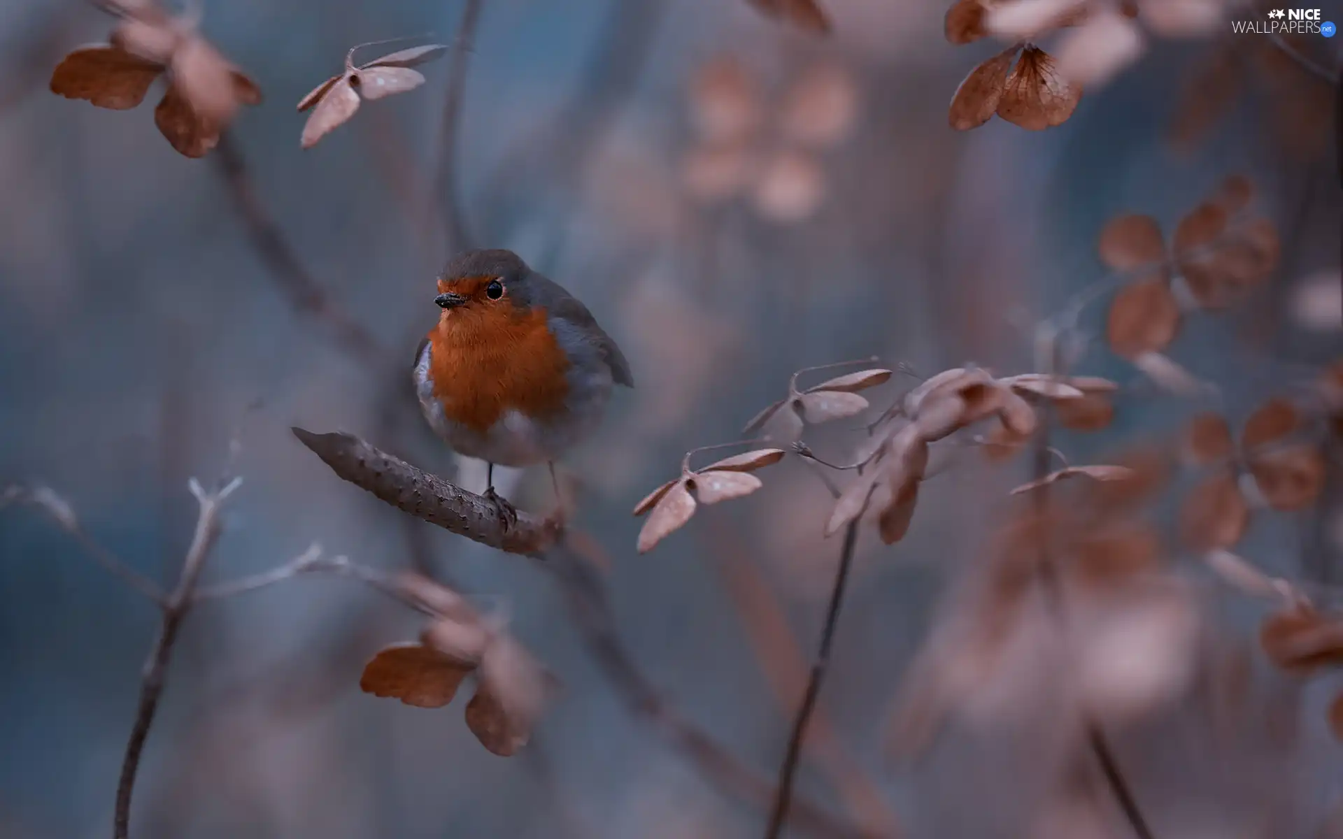 Bird, Twigs, leaves, robin