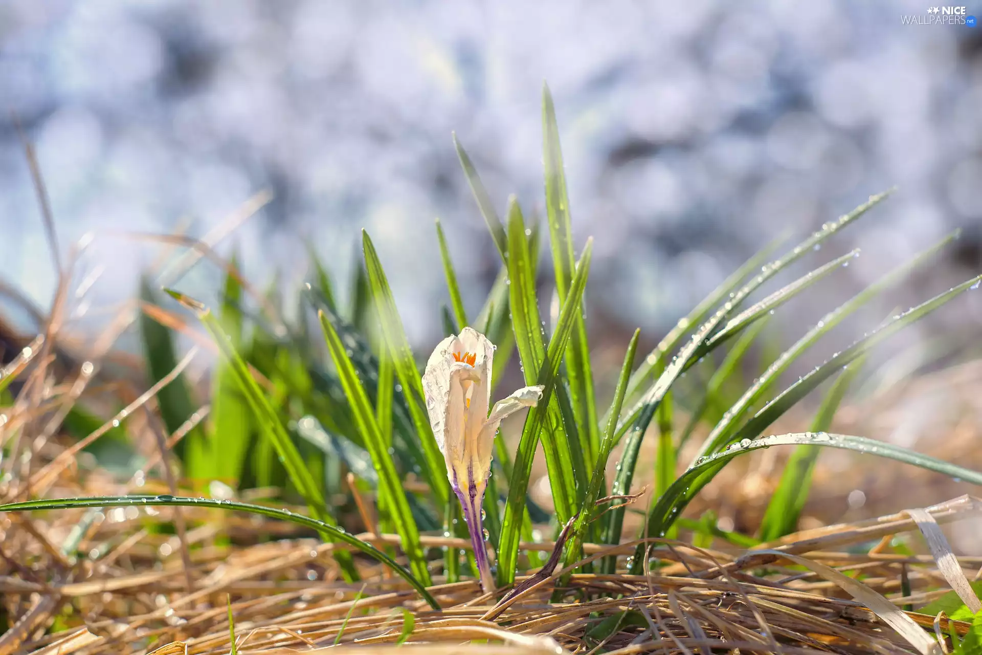 crocus, Colourfull Flowers, leaves, rapprochement, drops, White