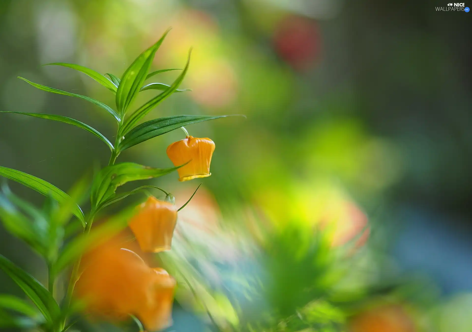 leaves, Yellow, Flowers