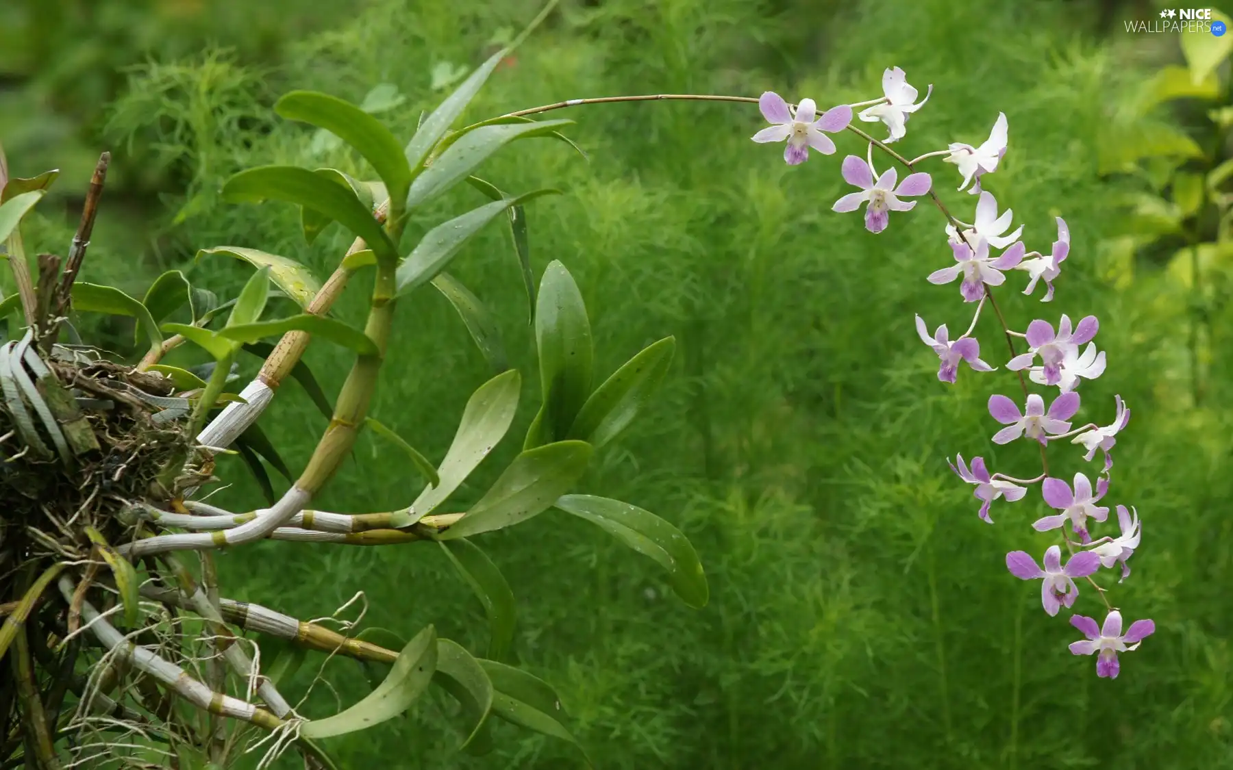 orchid, leaves