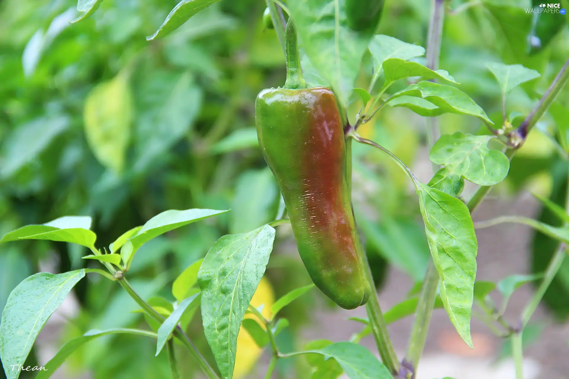 leaves, Green, pepper