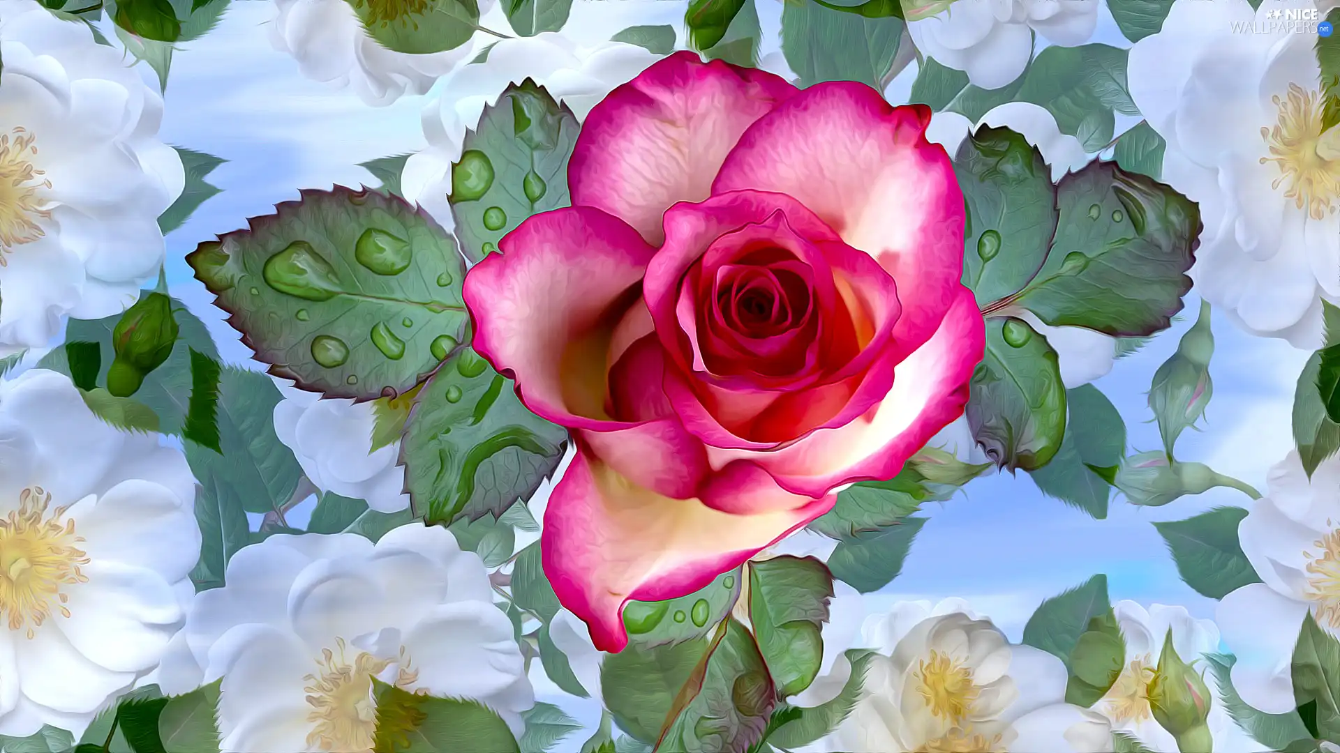 rose, drops, graphics, leaves