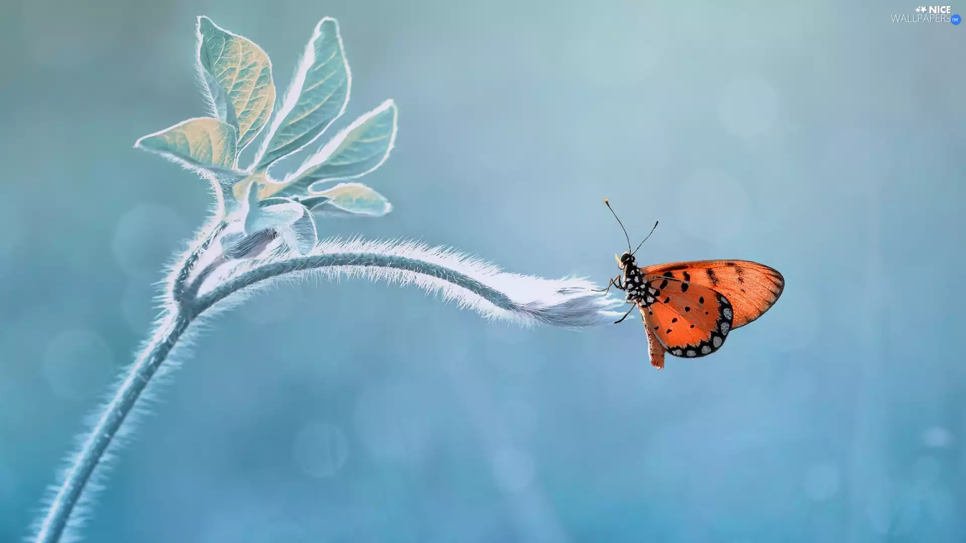 leaves, butterfly, stalk