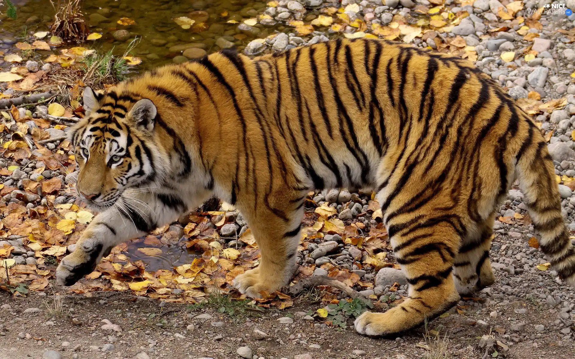 tiger, leaves