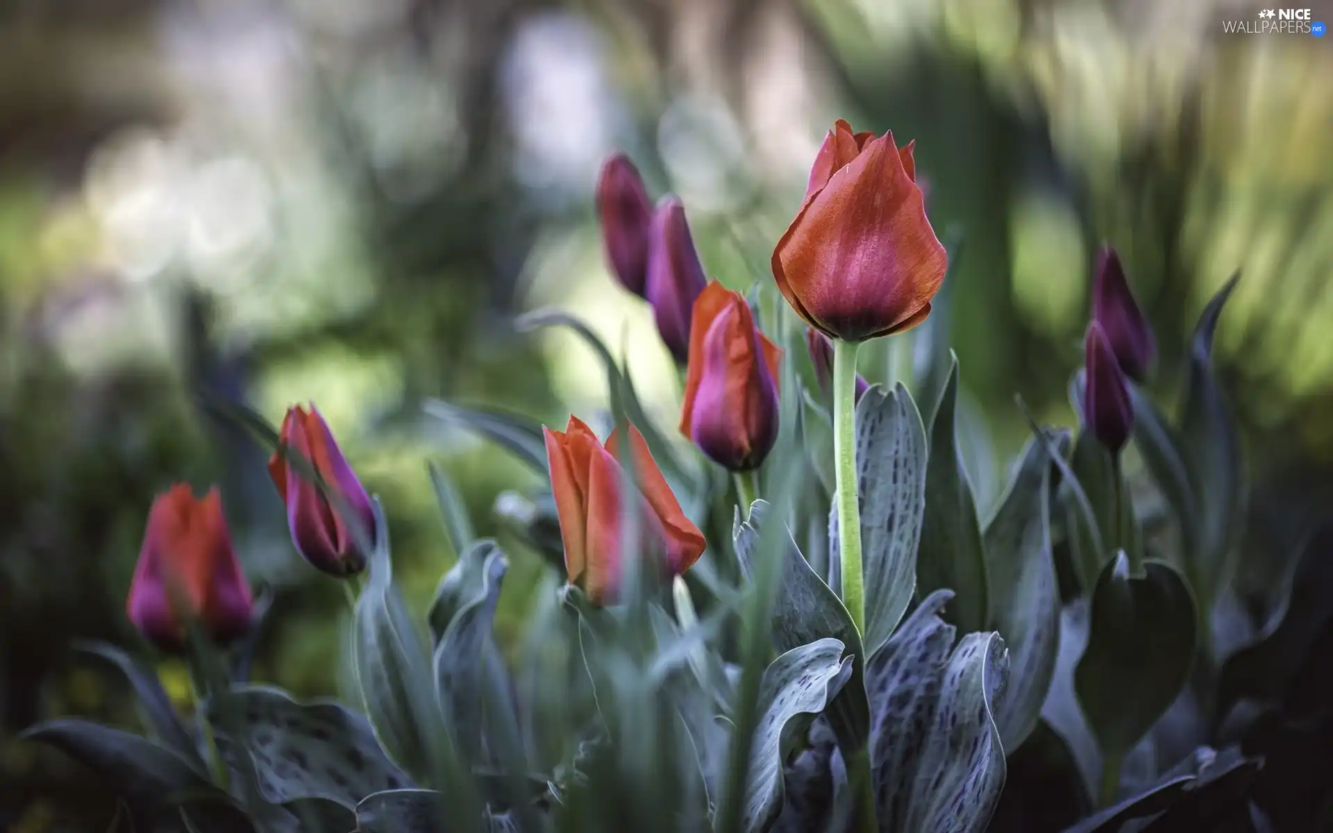 leaves, tea, Tulips