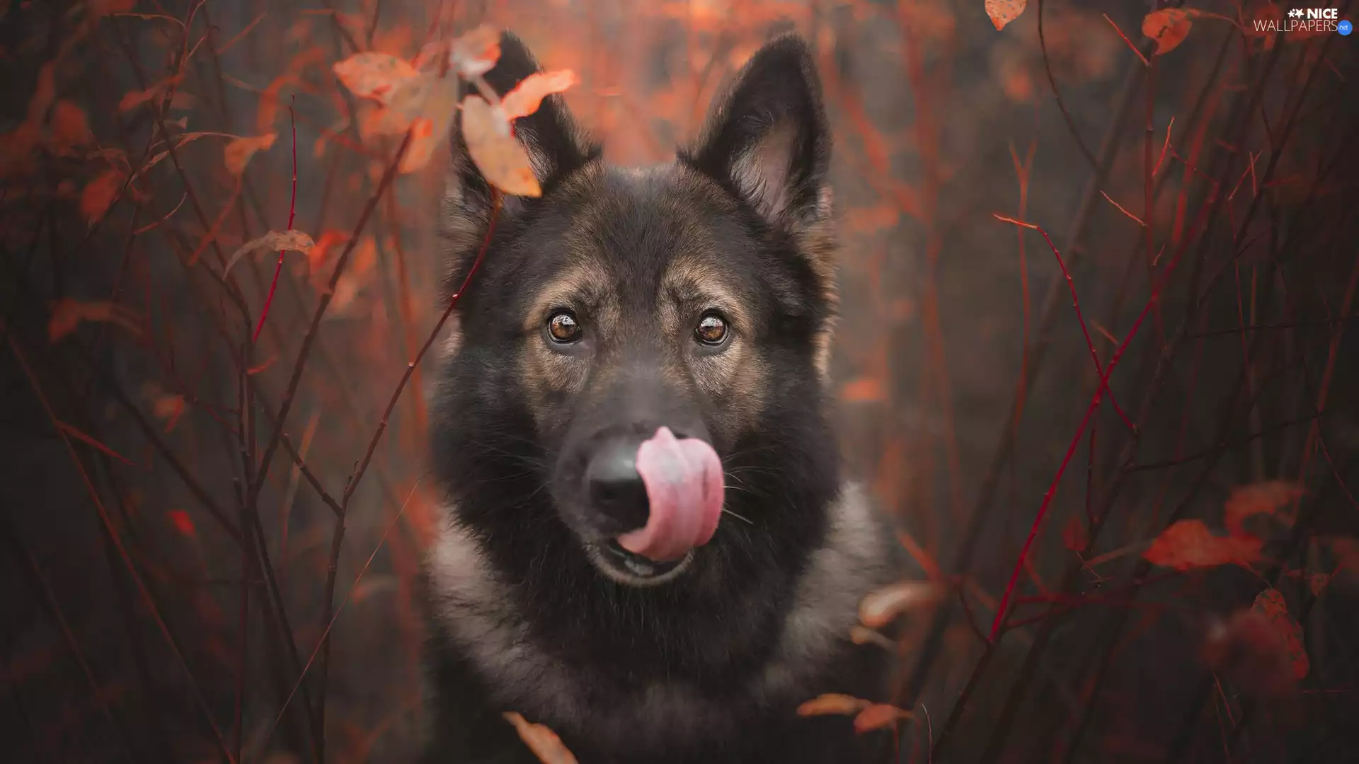 muzzle, dog, Twigs, leaves, tongue, German Shepherd
