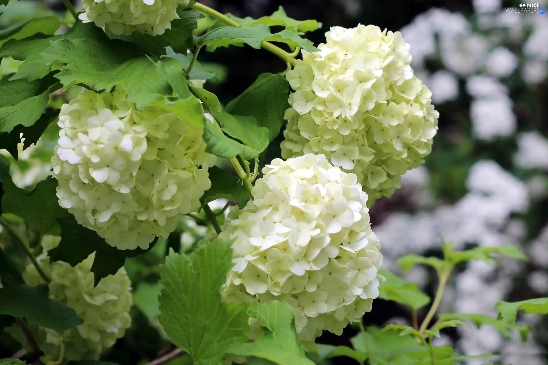 White, green ones, leaves, Viburnum