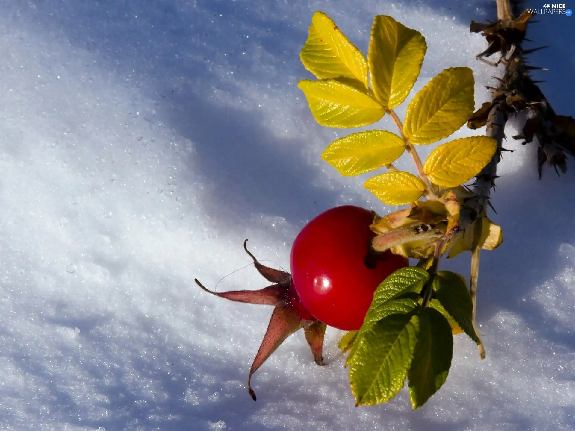 winter, wild Rose, leaves, fruit