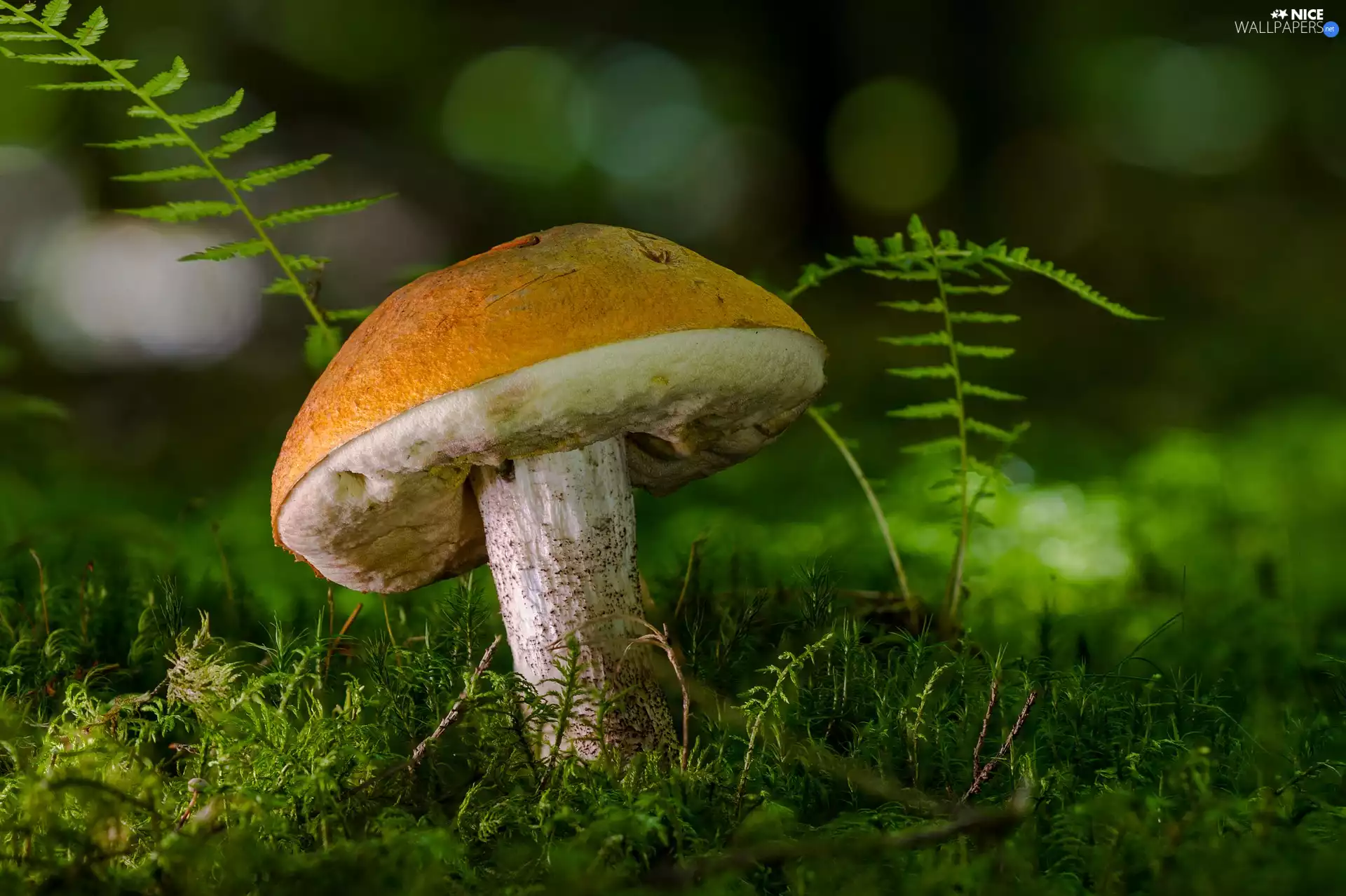 Mushrooms, Moss, Fern, Leccinum