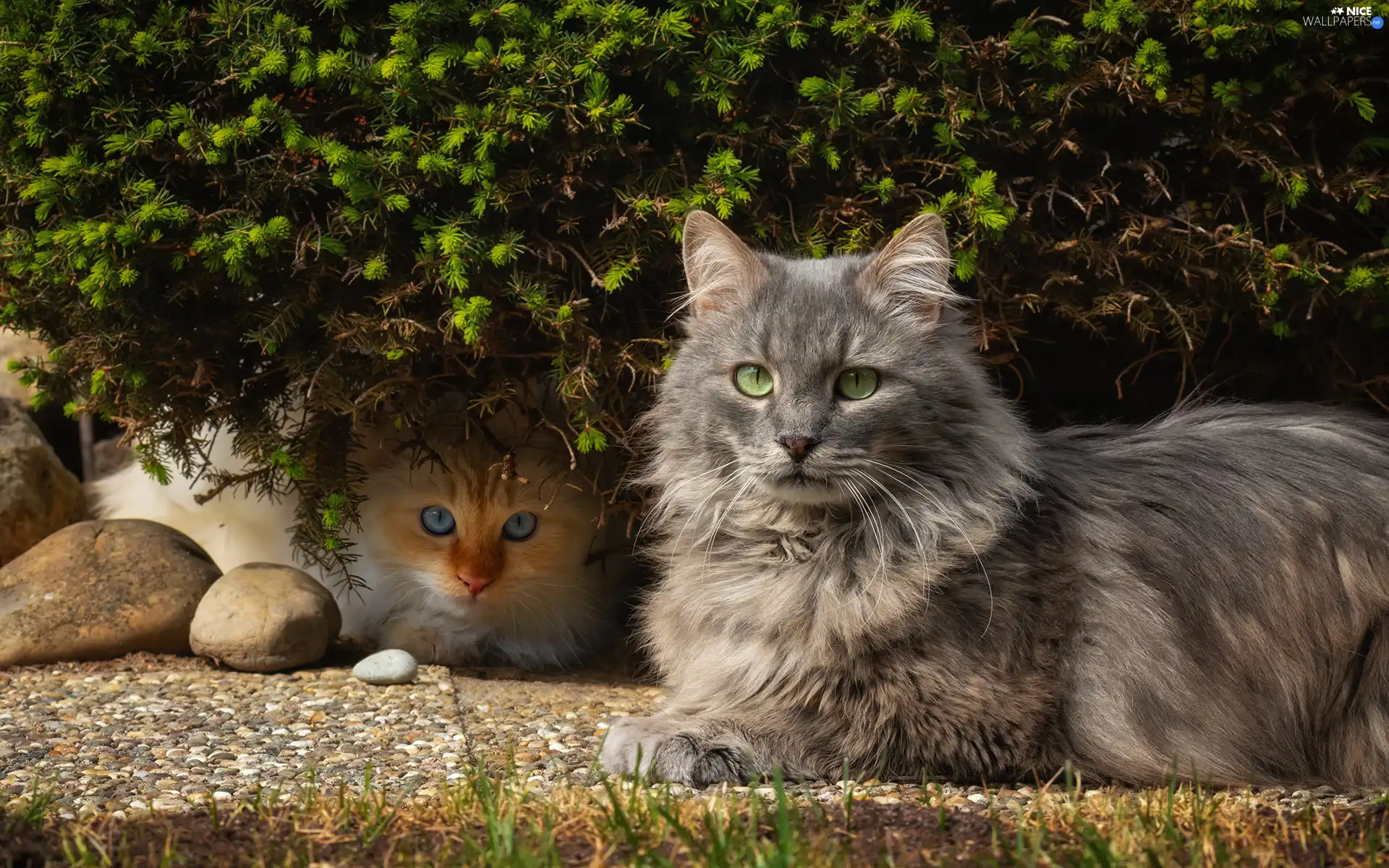 Pebble, Bush, cats, ledge, Two cars