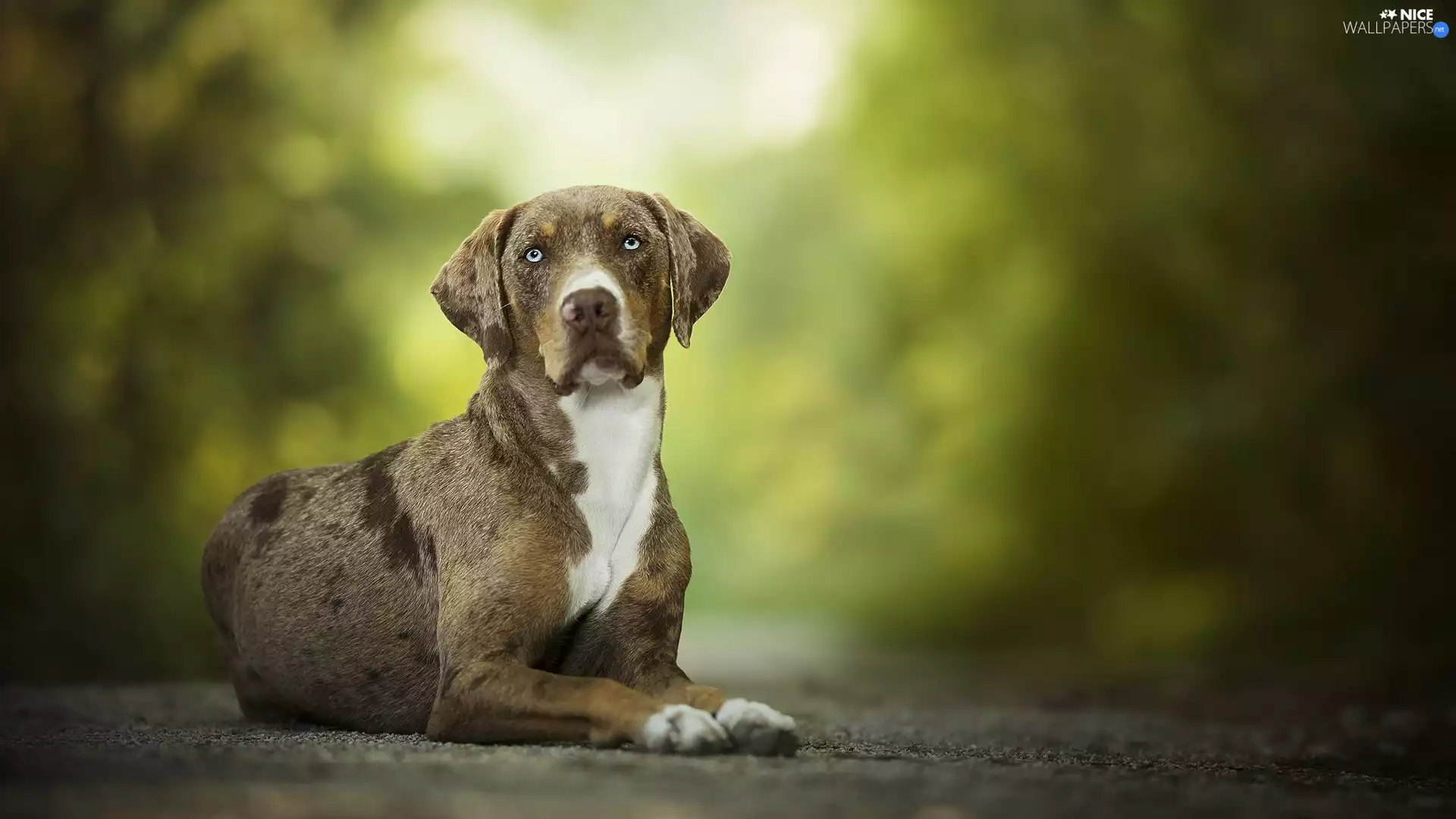 Catahoula Leopard Dog, lying, dog