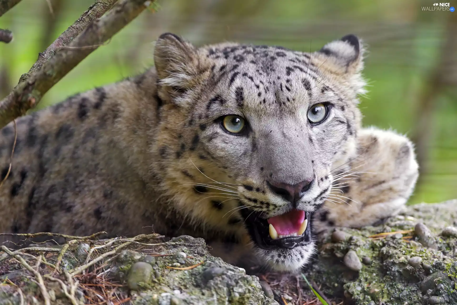 snow leopard, mouth, canines, open