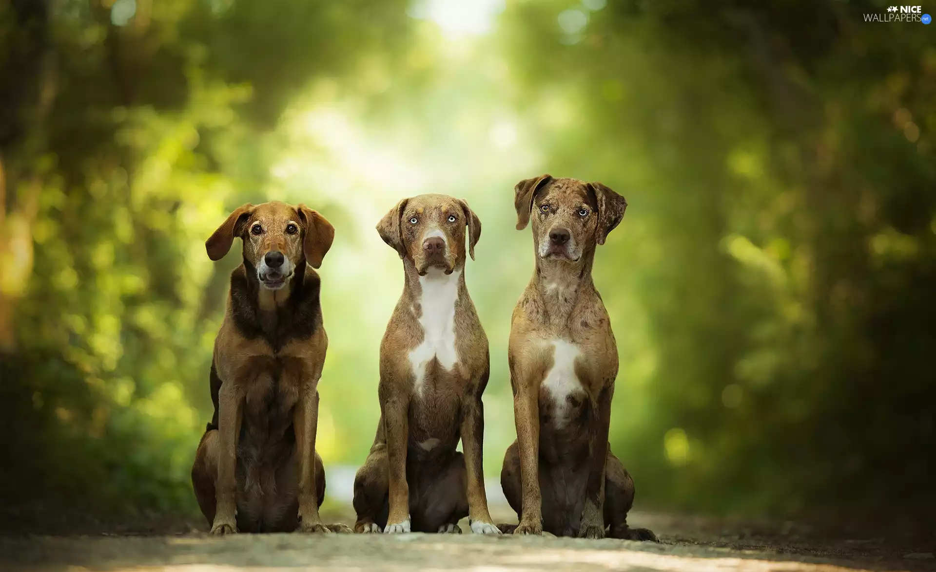 lane, Dogs, Catahoula Leopard Dog, Three