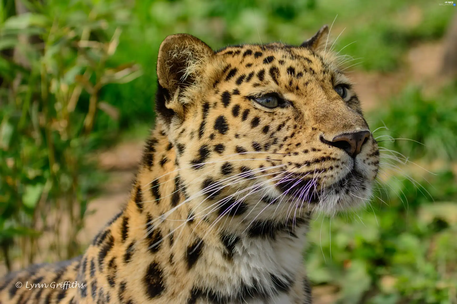 Leopards