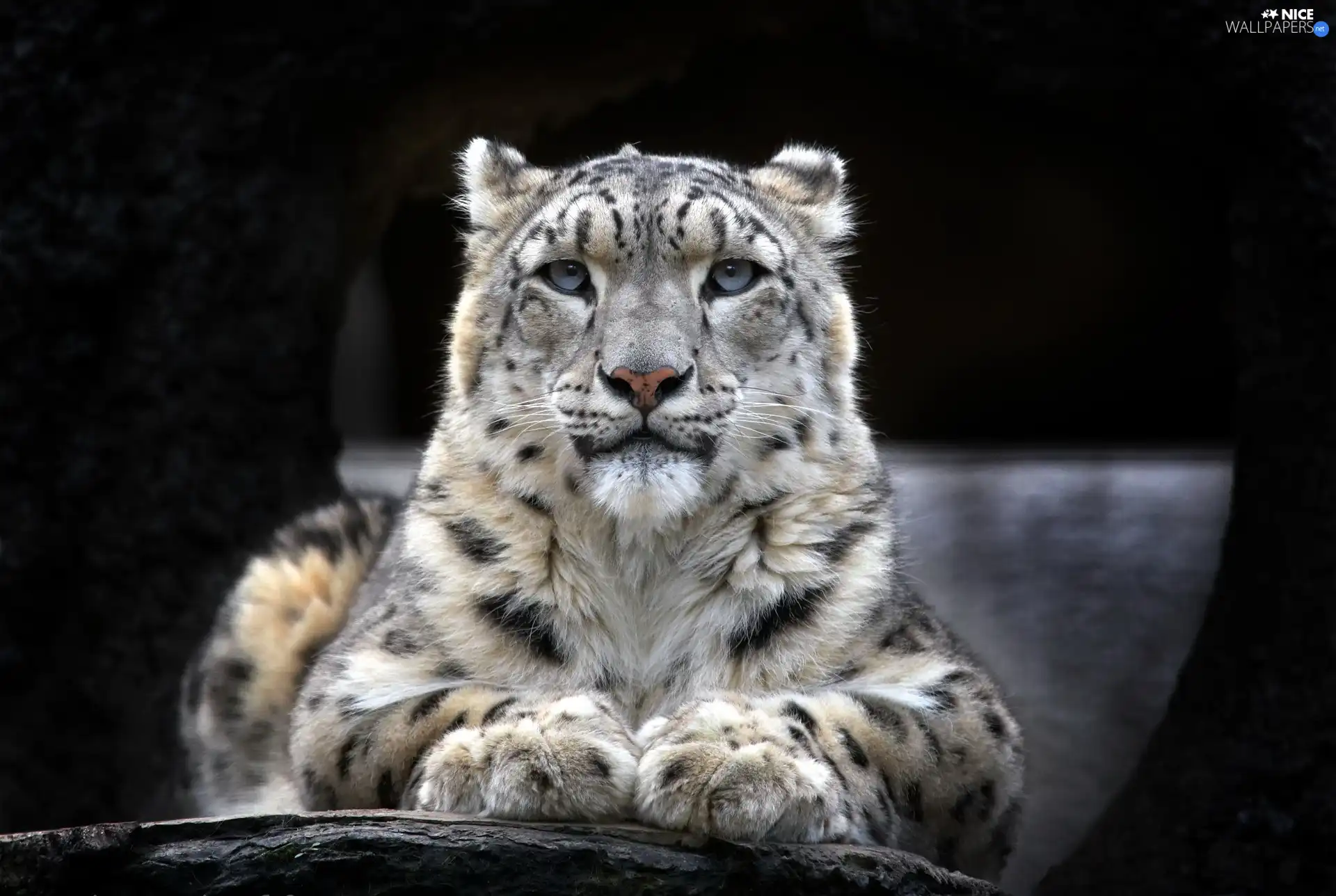 lying, snow leopard