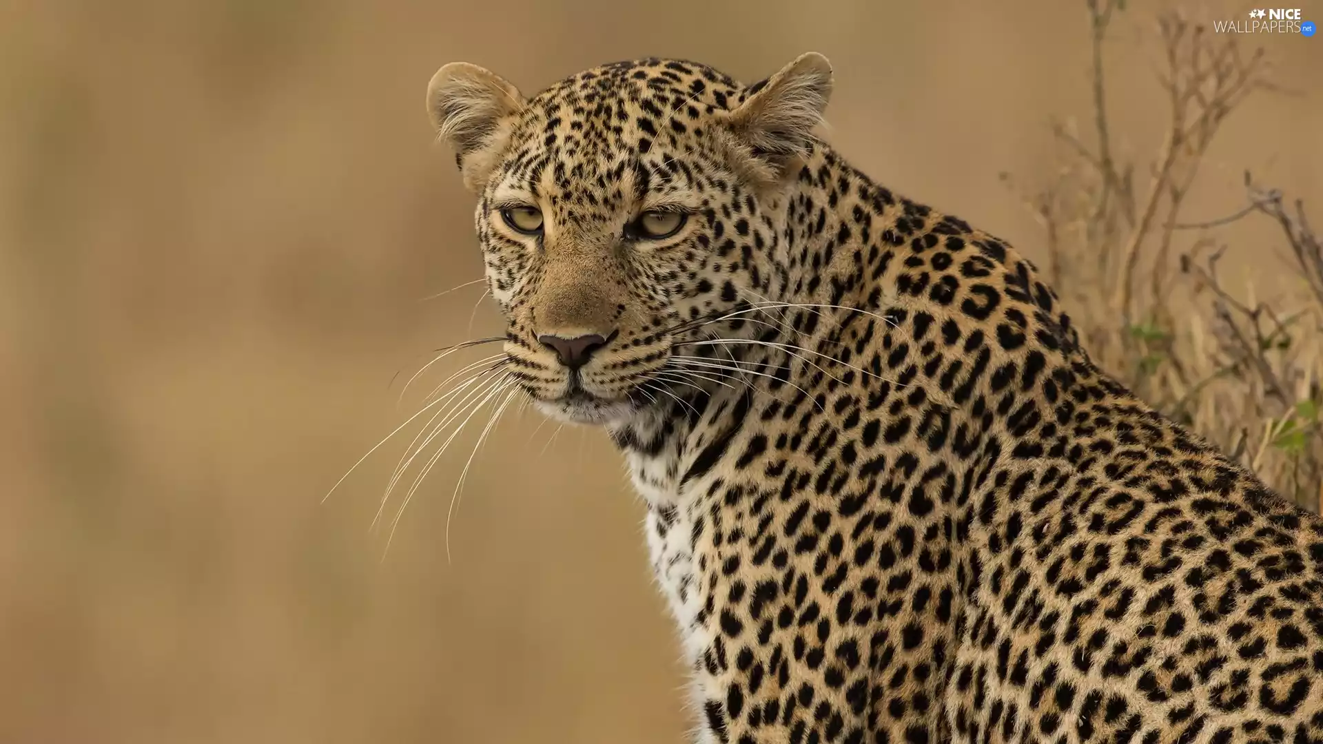 Leopards, rapprochement