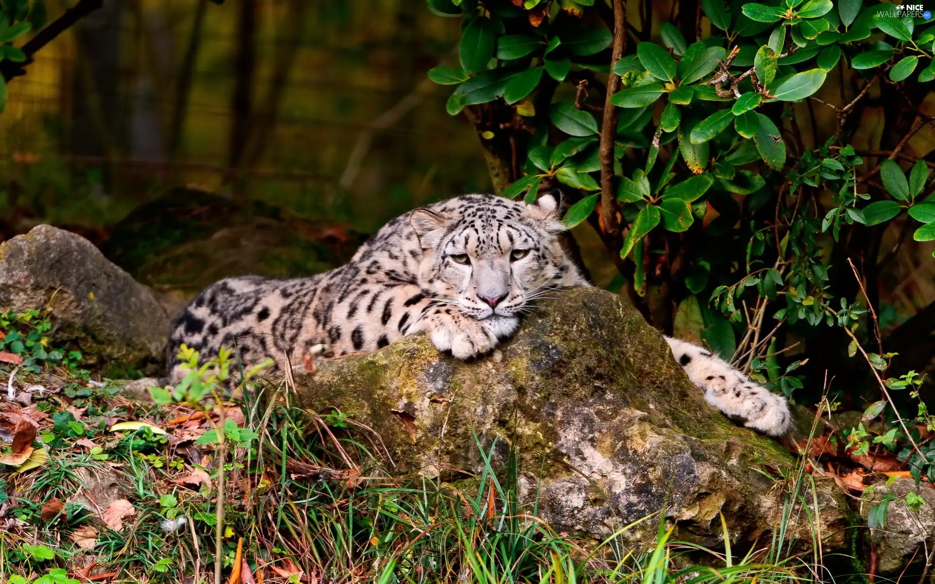Resting, snow leopard