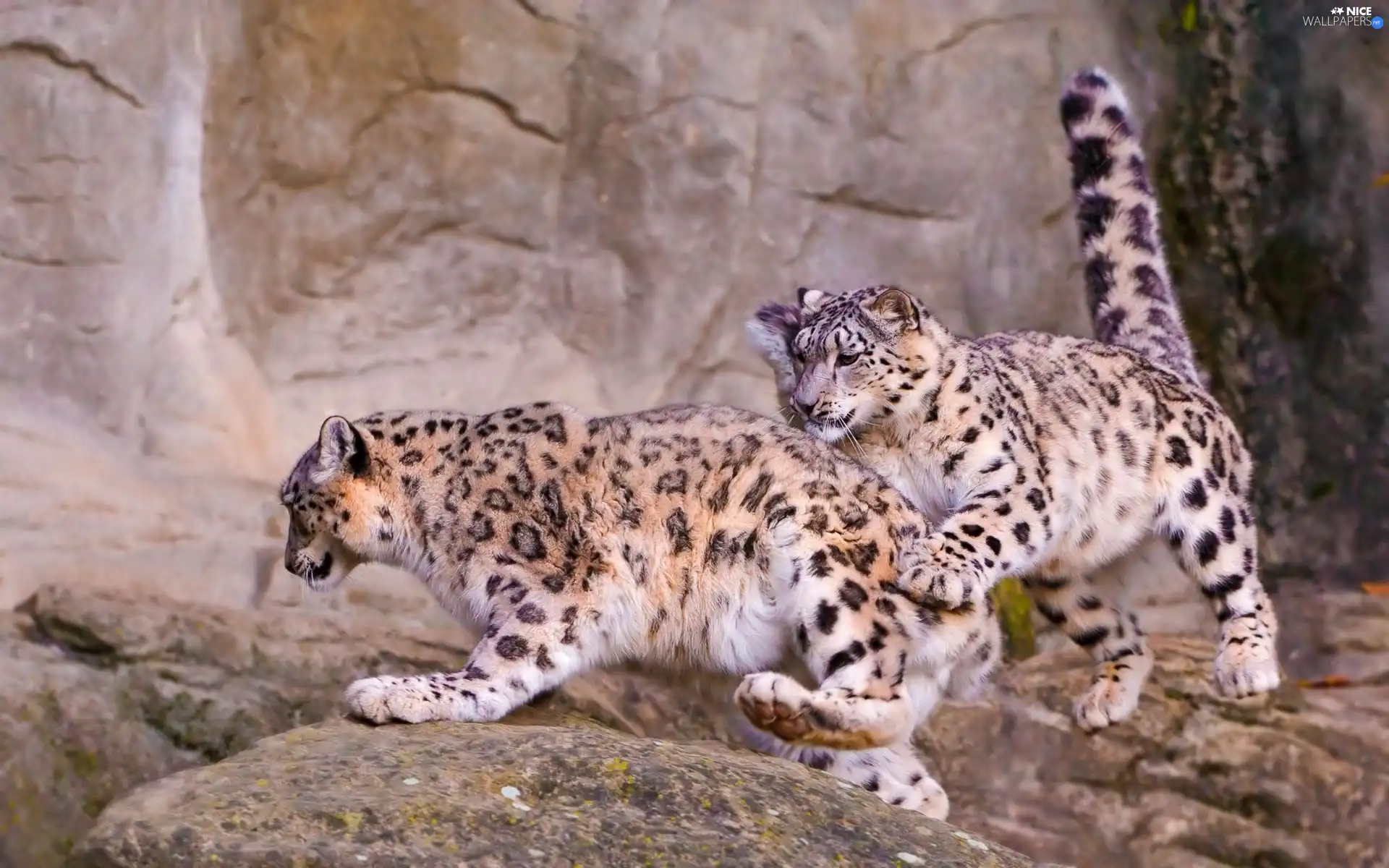 Leopards, Irbisy, snow