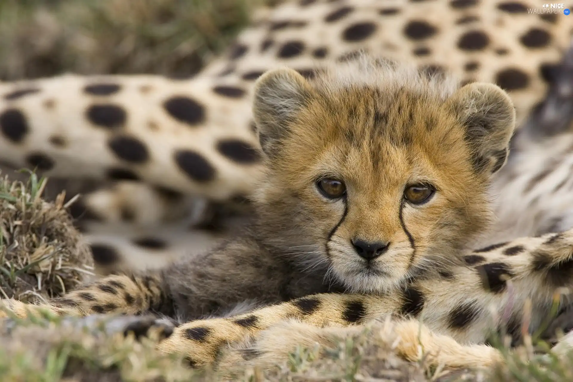 young, Cheetah