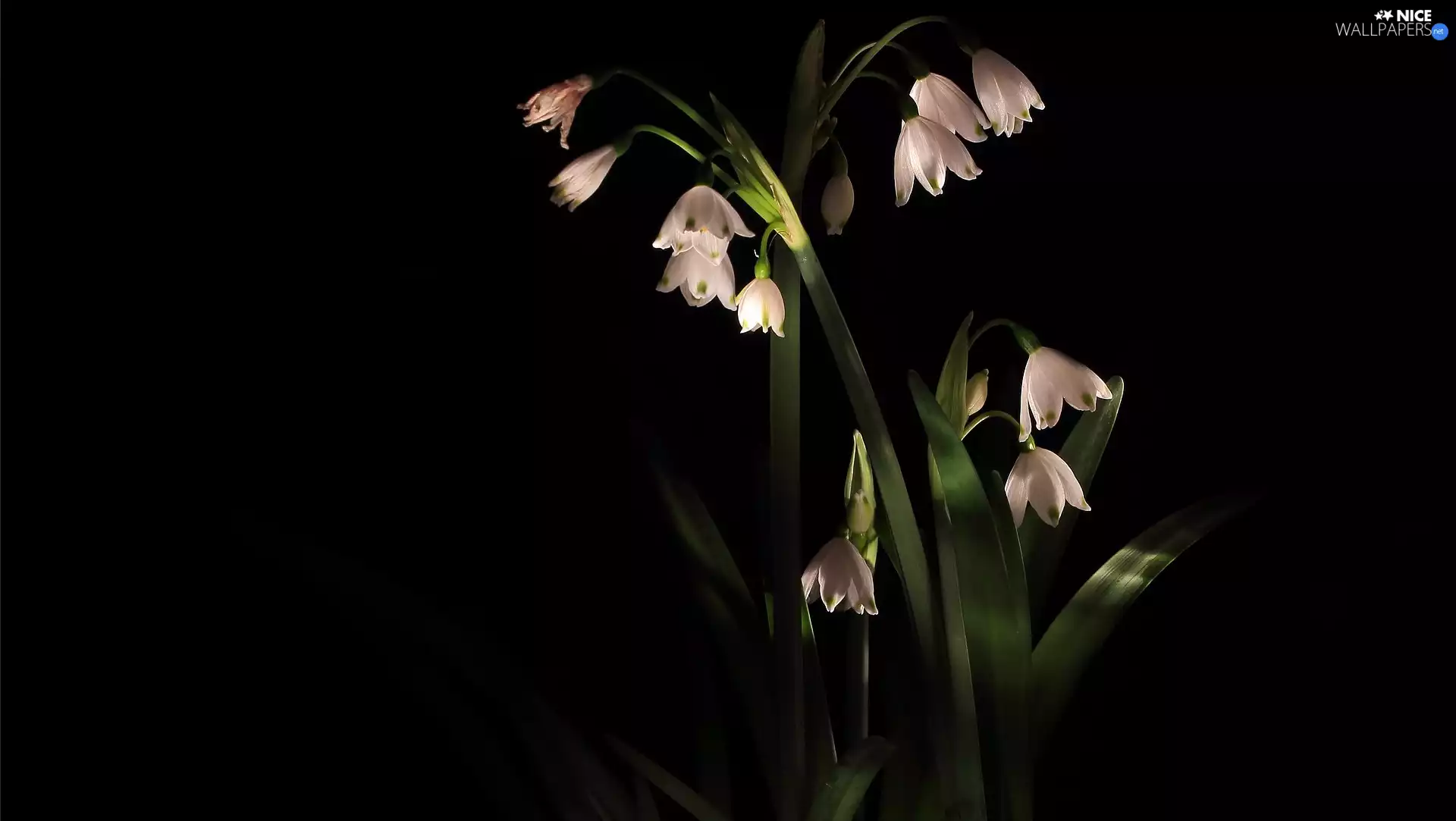 black background, Flowers, Leucojum