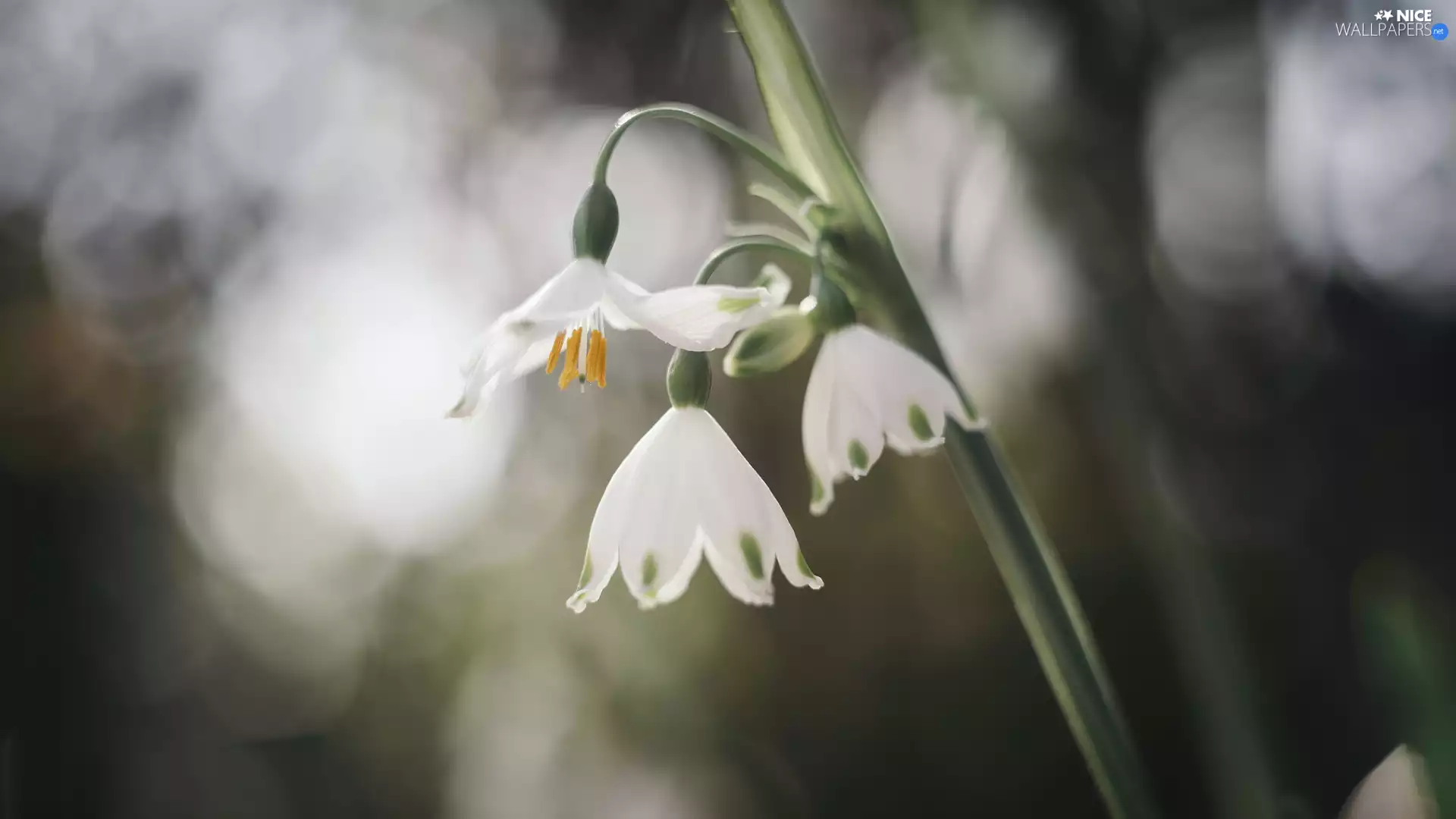 Leucojum, inclined, Flowers