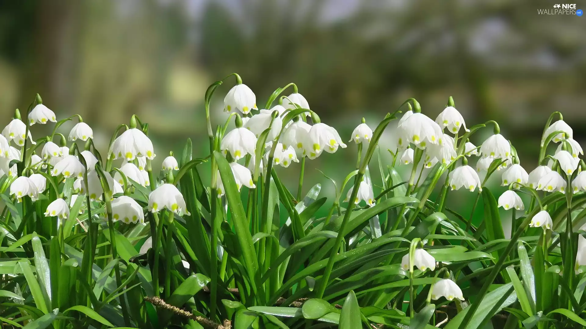 Leucojum