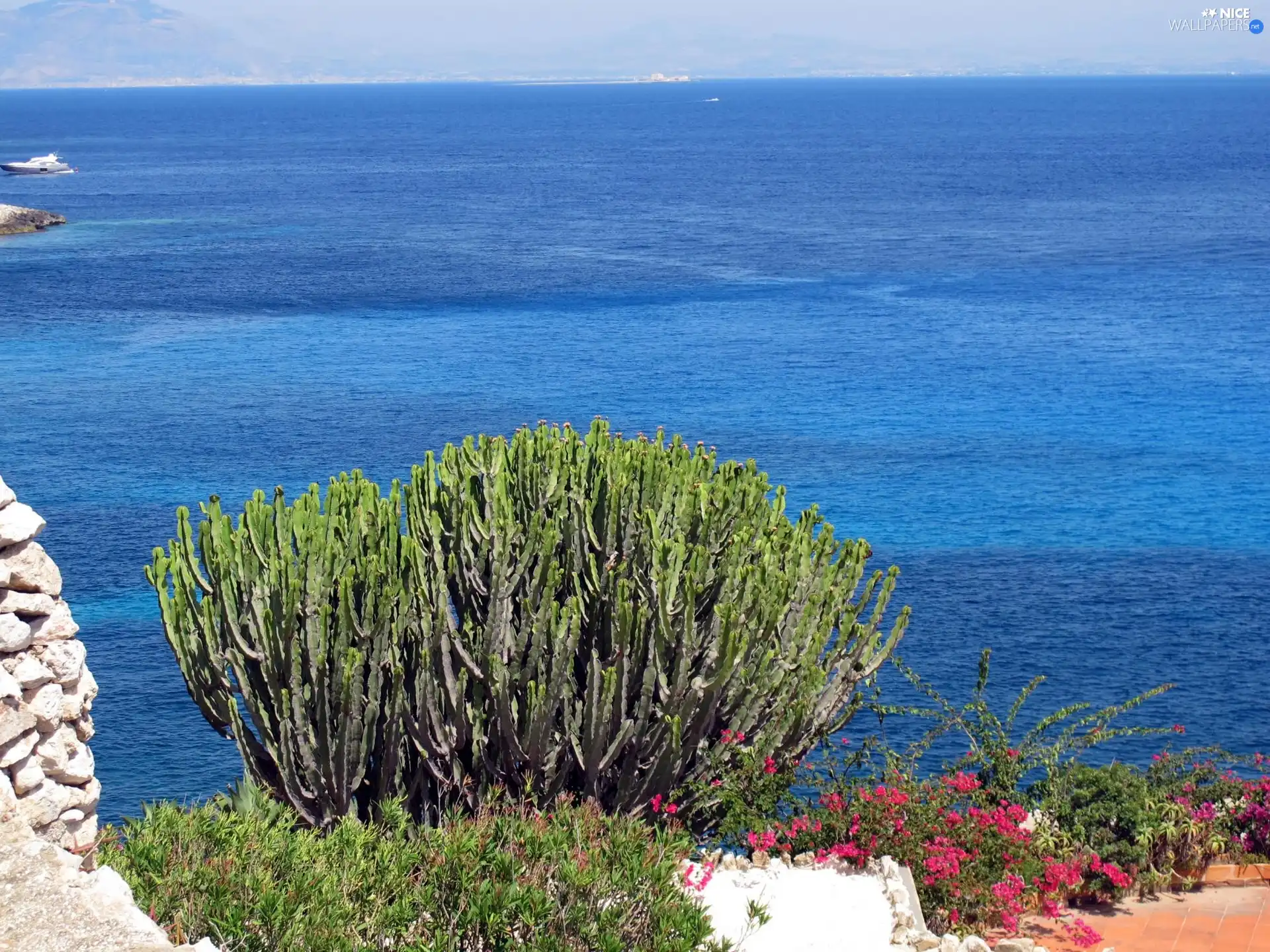 Levanzo, Italy, flourishing, Bush, sea