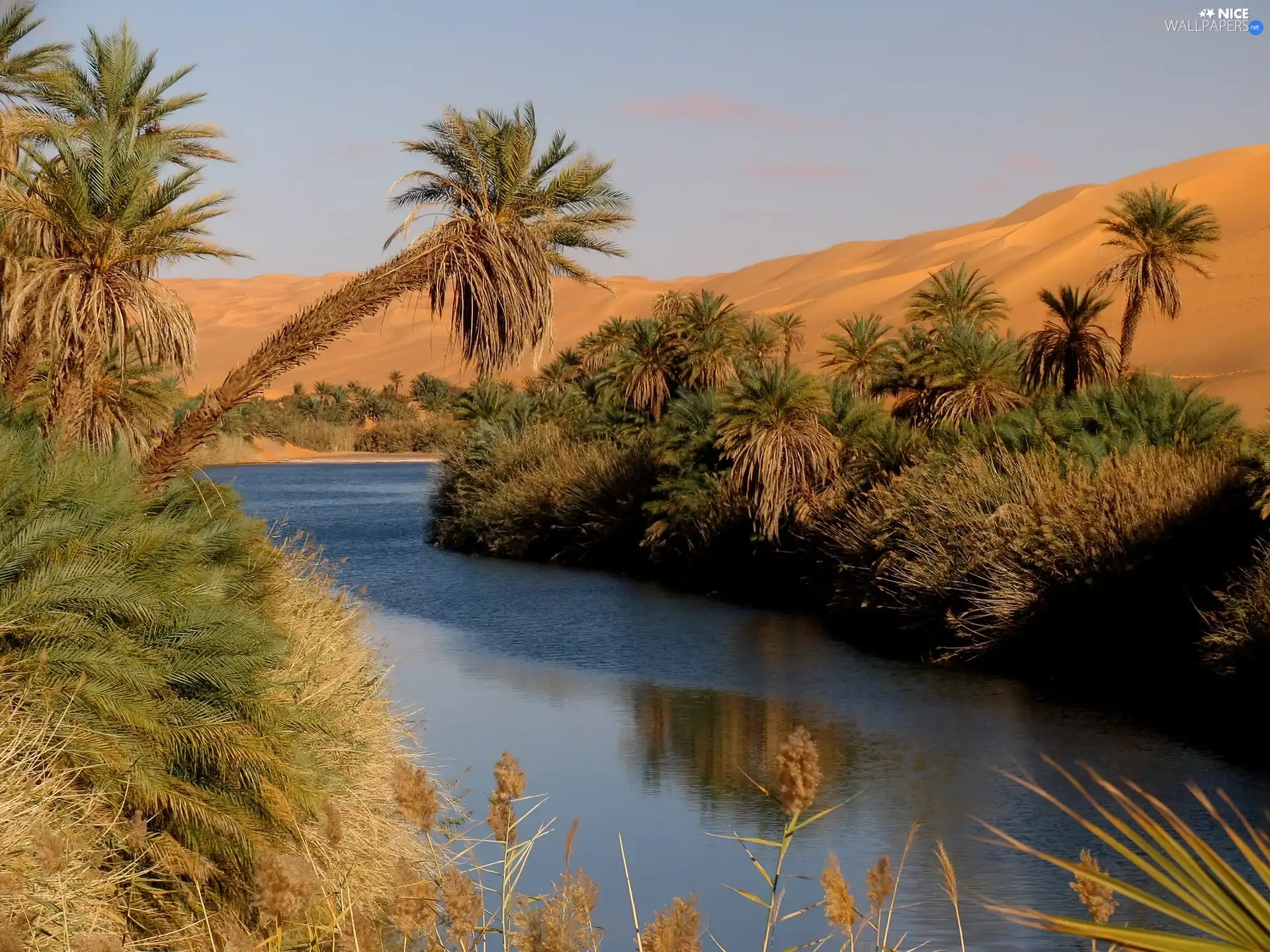 River, Desert, Libya, Palms