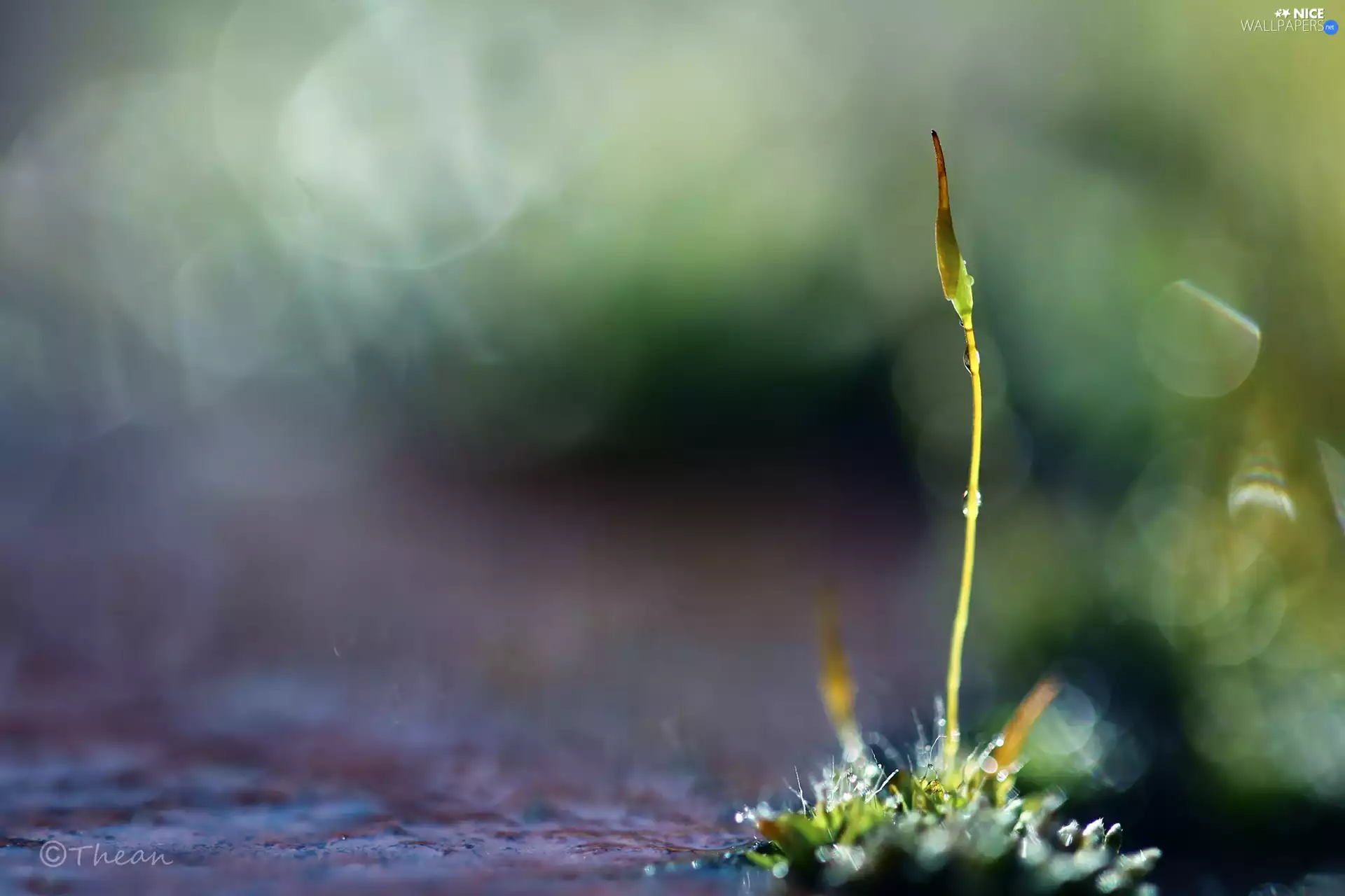 Moss, stalk, Bokeh, Lichen