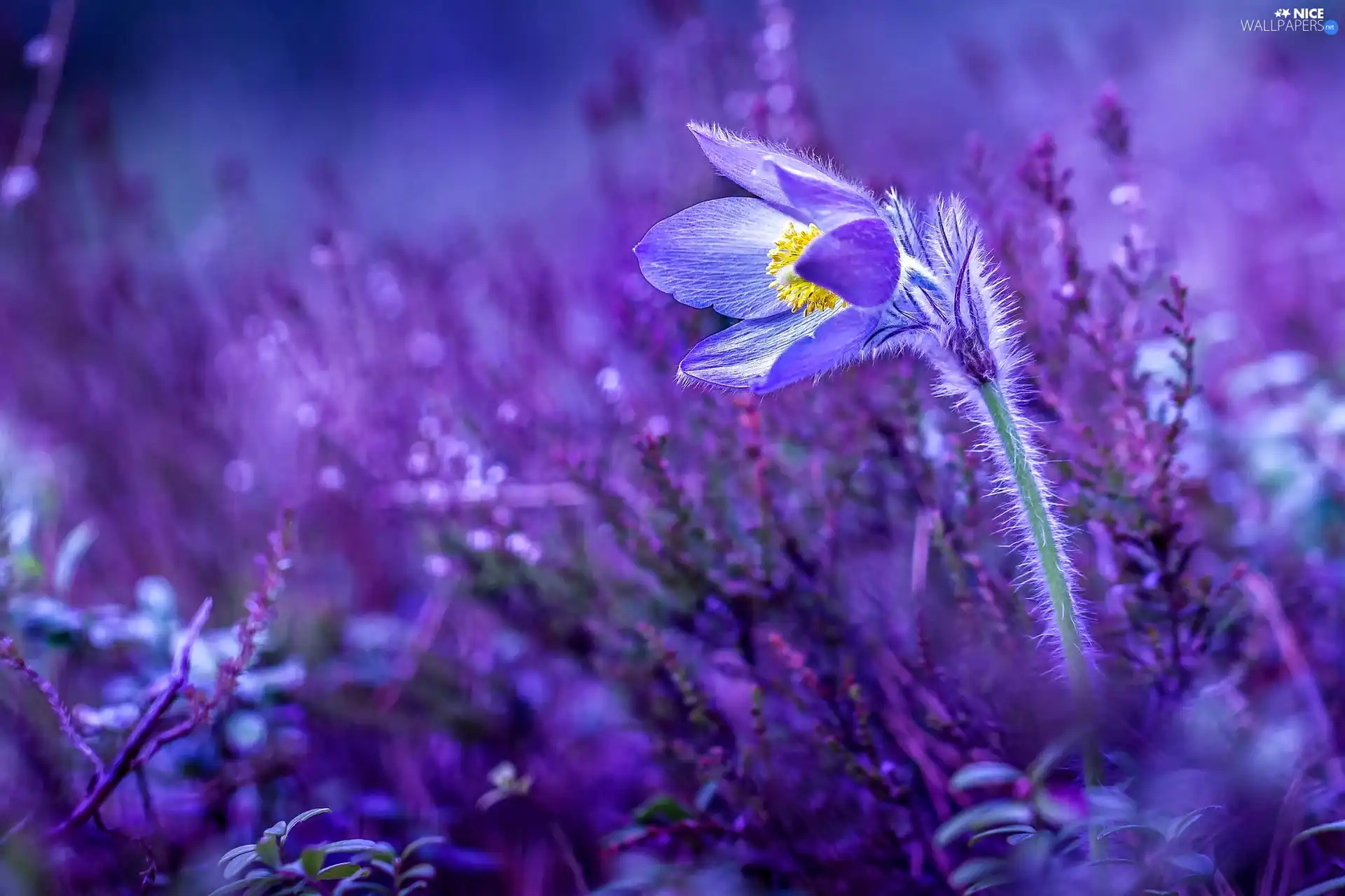 ligh, Colourfull Flowers, flash, luminosity, sun, pasque