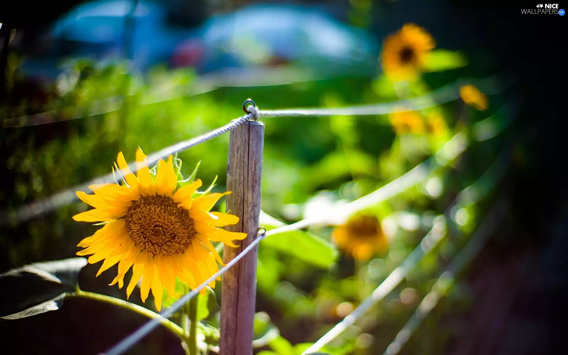 sun, fence, luminosity, ligh, Sunflower, flash, Bokeh