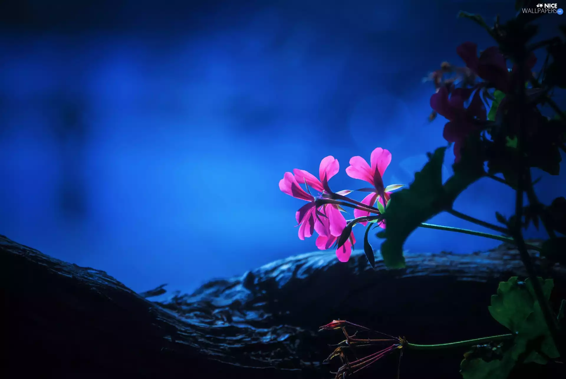 sun, Flowers, luminosity, ligh, geranium, flash, Night