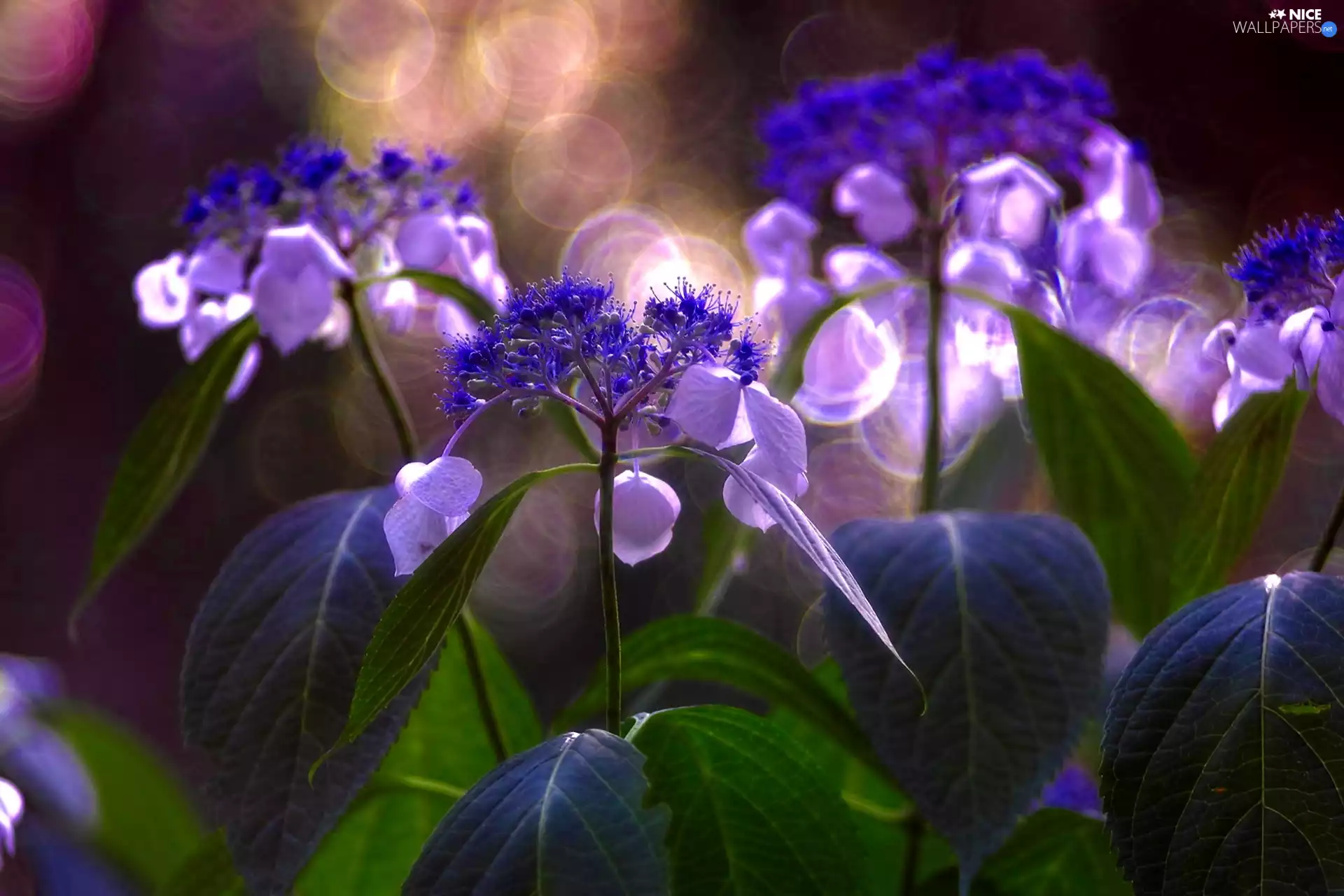 sun, hydrangea, luminosity, ligh, Flowers, flash, Close