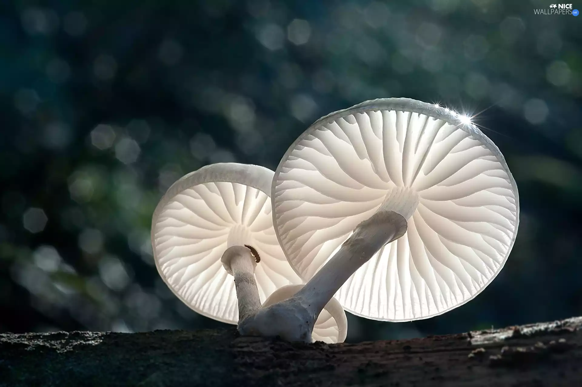 sun, White, luminosity, ligh, mushrooms, flash, Close