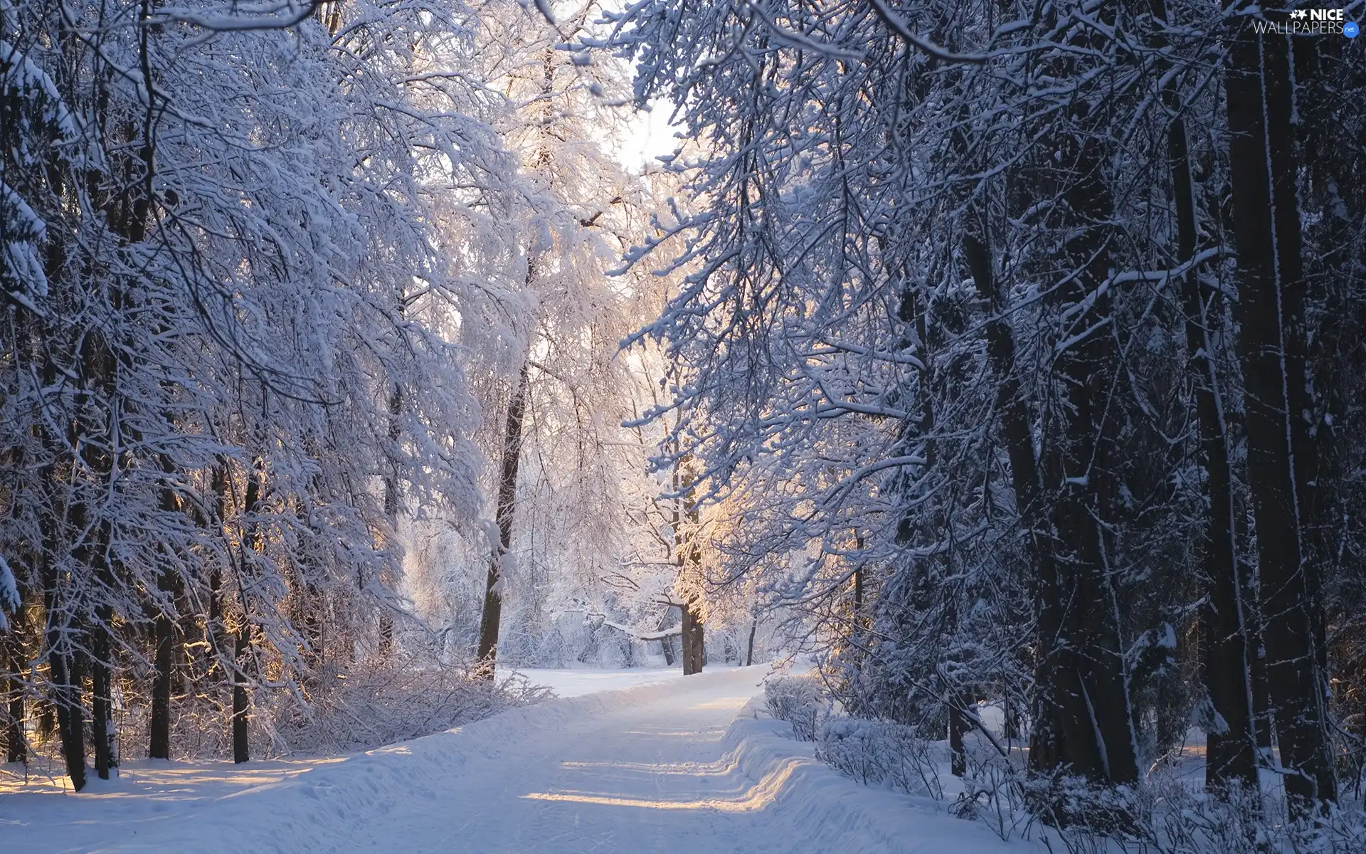 Przebijające, ligh, winter, sun, luminosity, Way, forest, flash