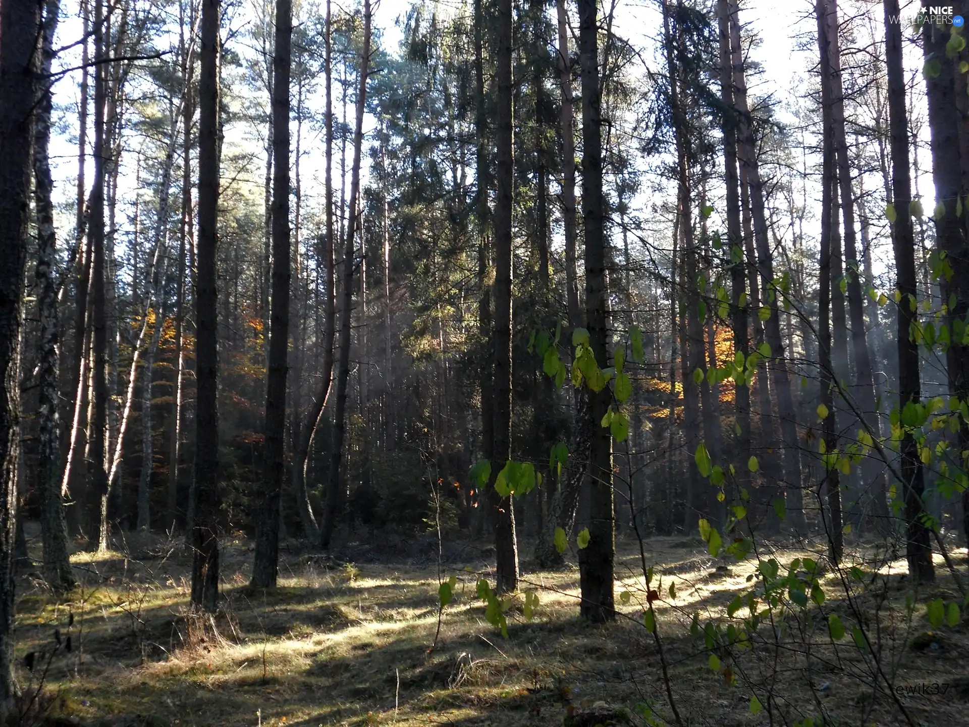 autumn, forest, light breaking through sky