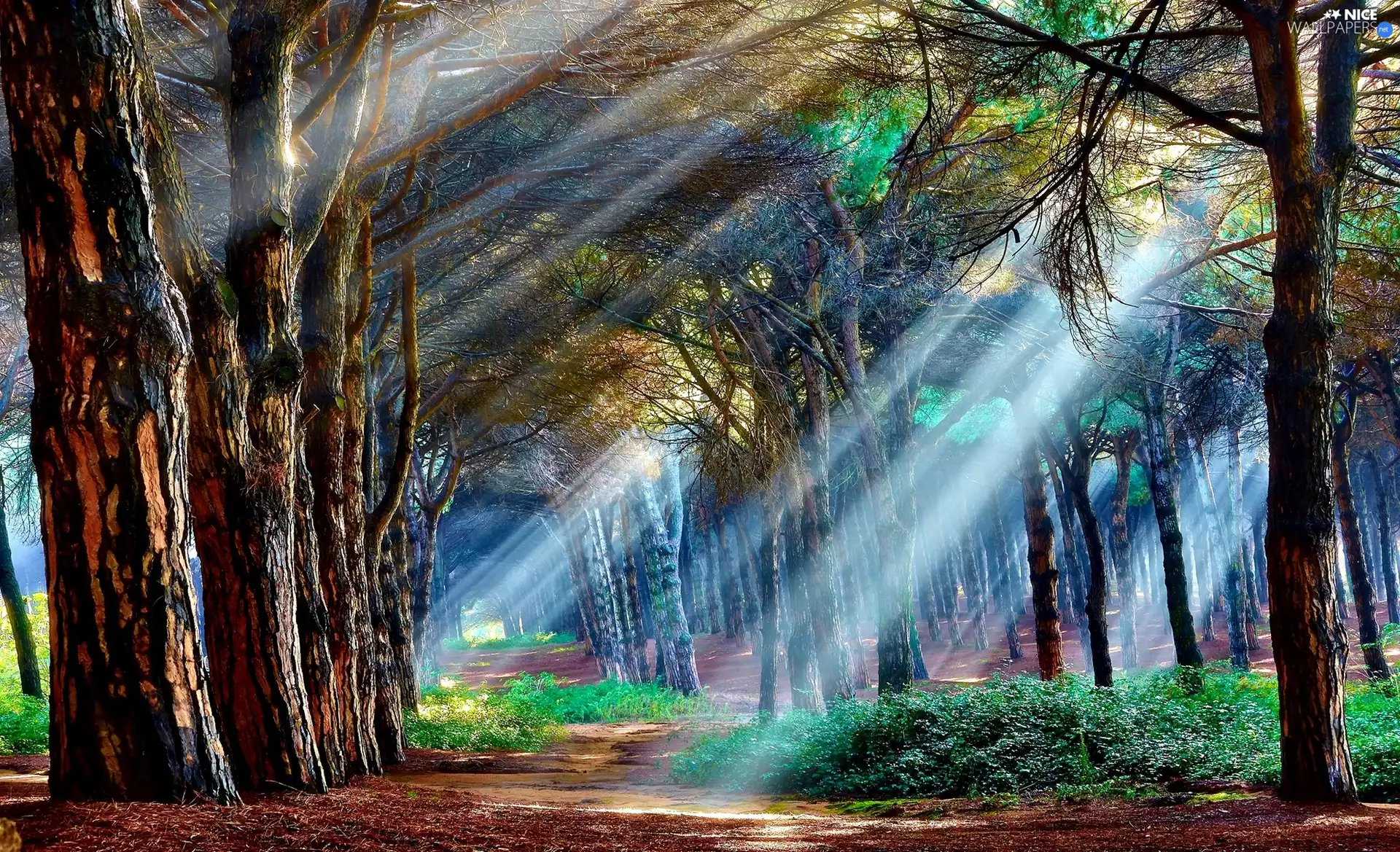 forest, light breaking through sky