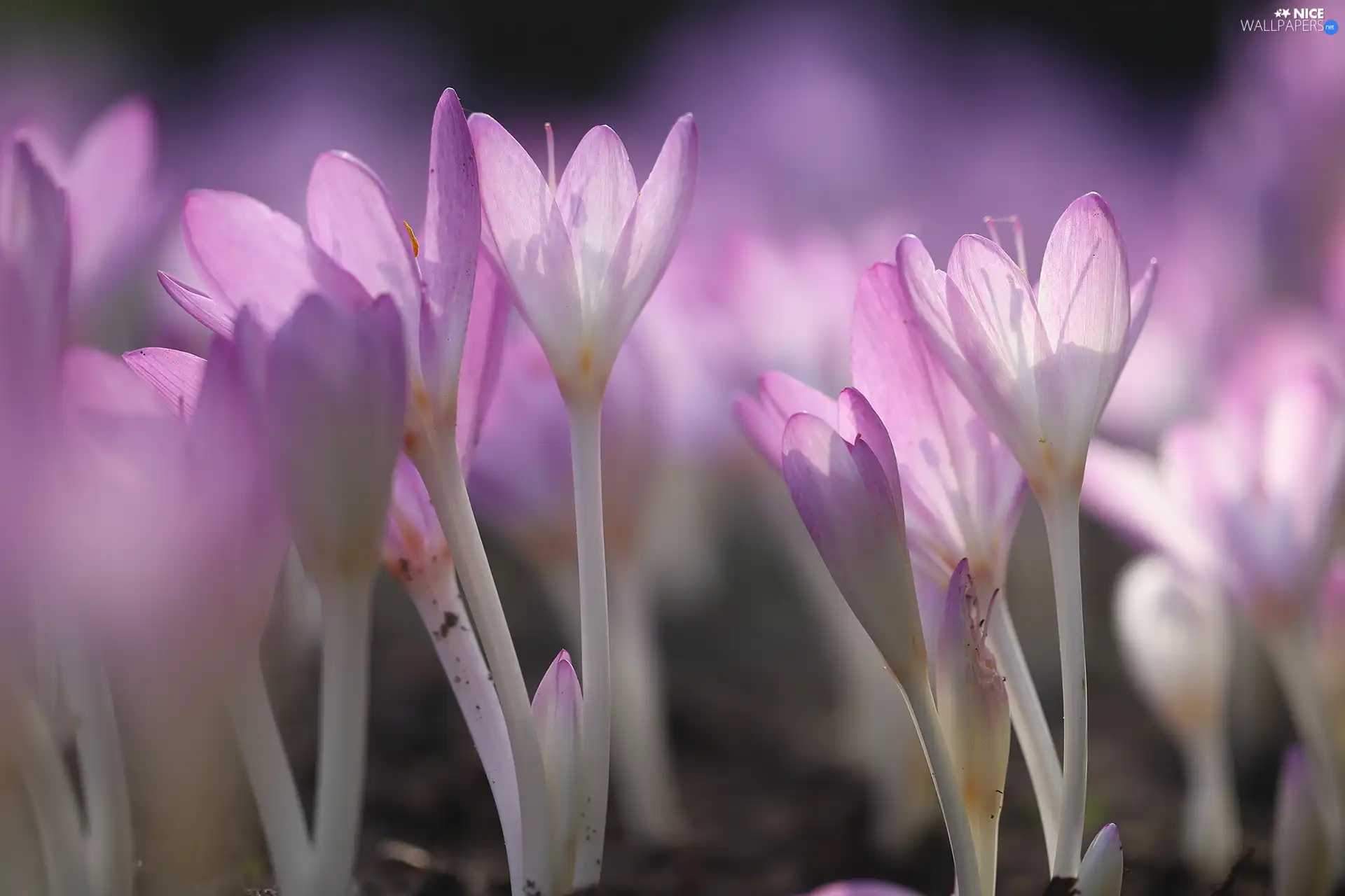 Light Purple, colchicums