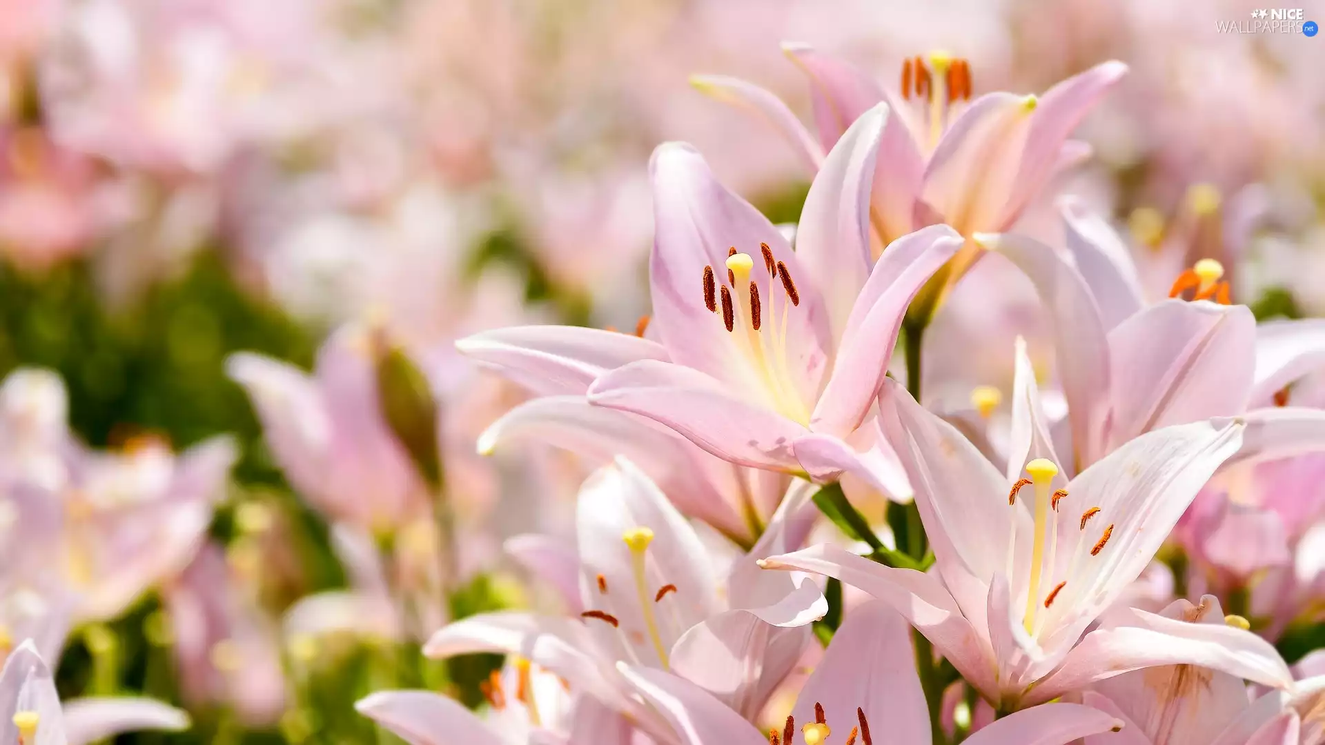 Light pink, lilies