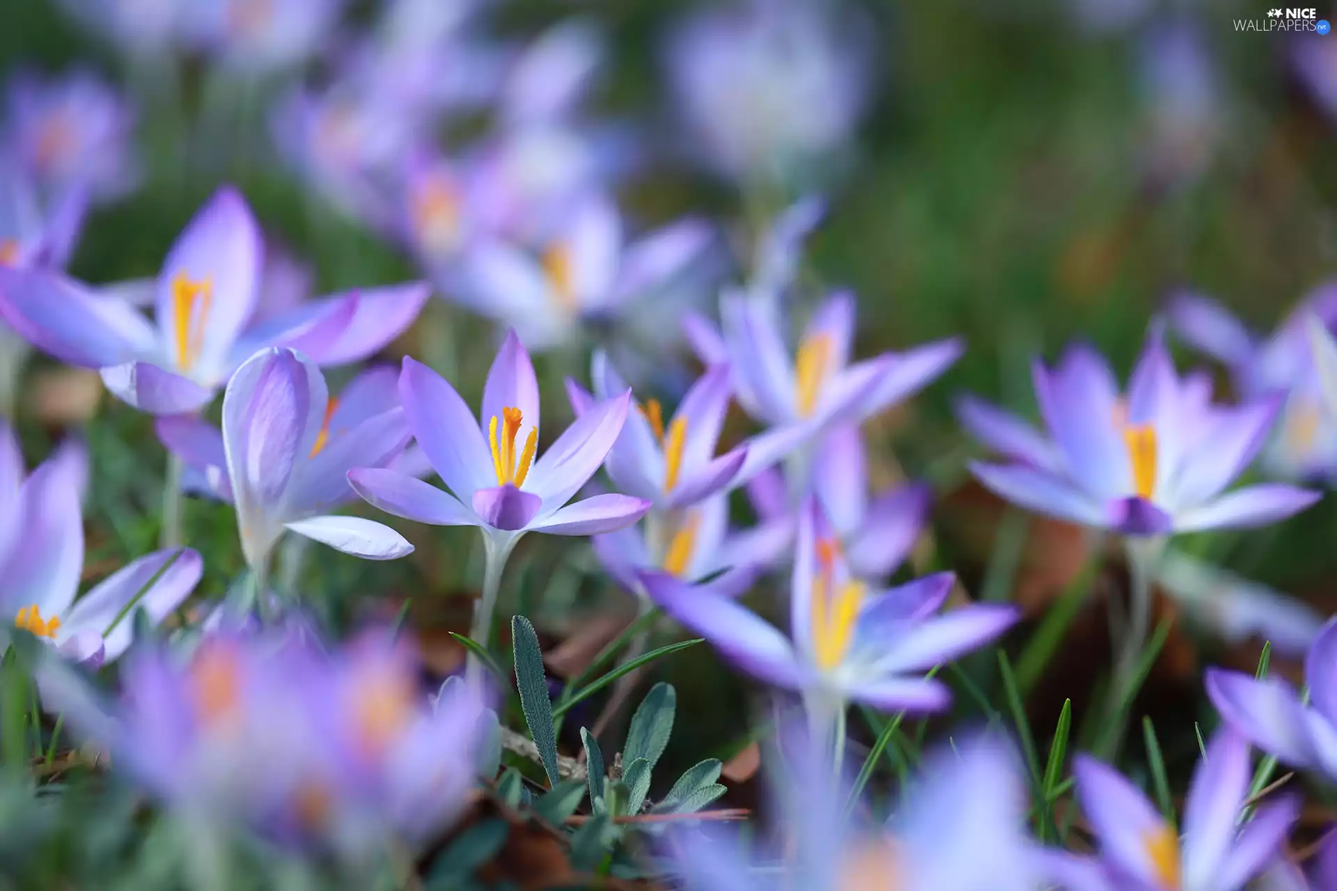 crocuses, Light Purple, Flowers, developed