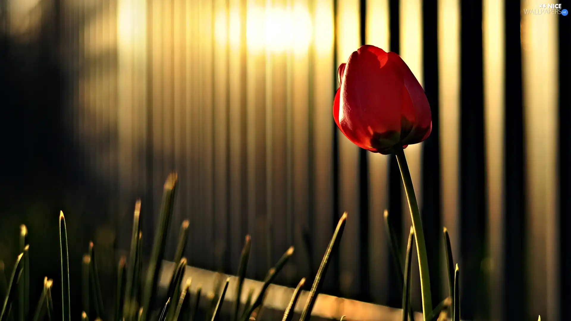 Red, glamour, light, tulip