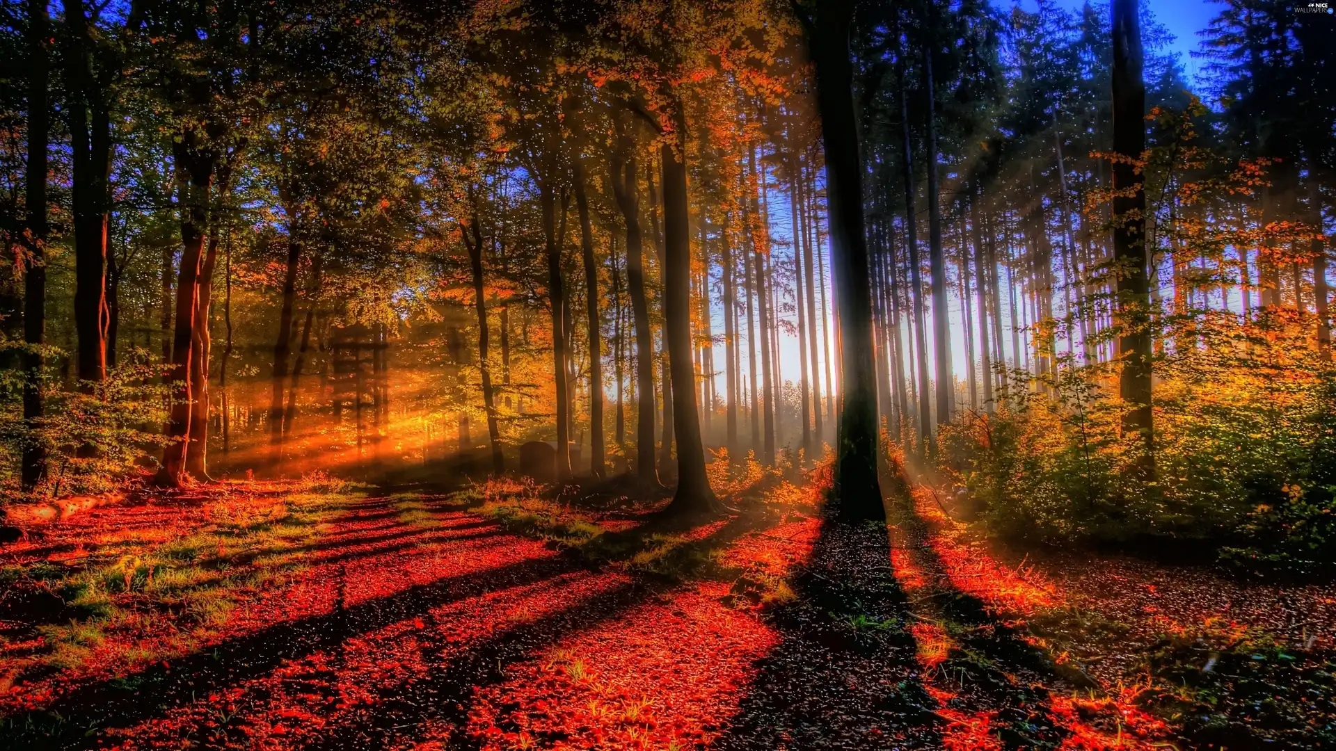 forest, light breaking through sky