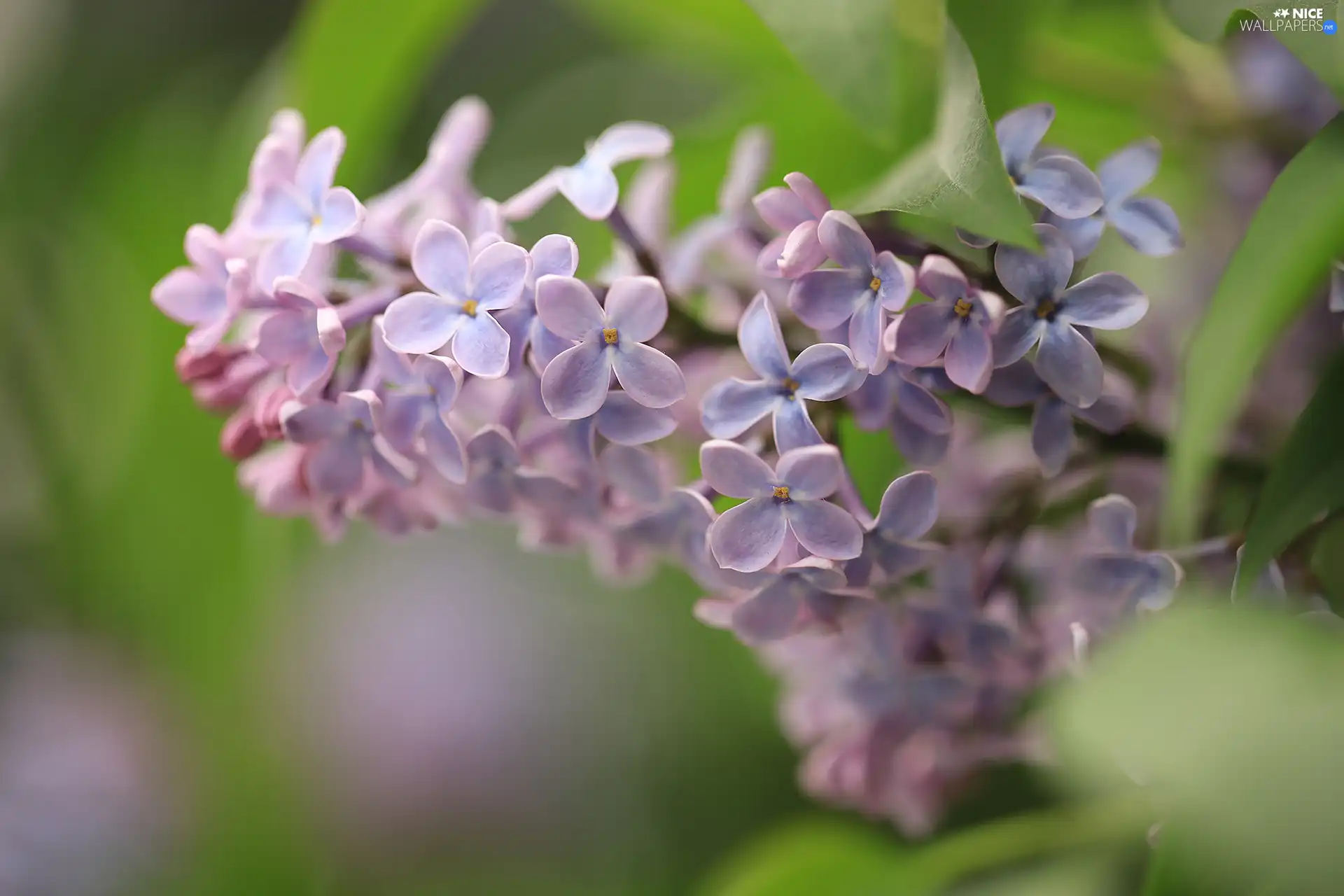Flowers, twig, Syringa, Light Purple, without
